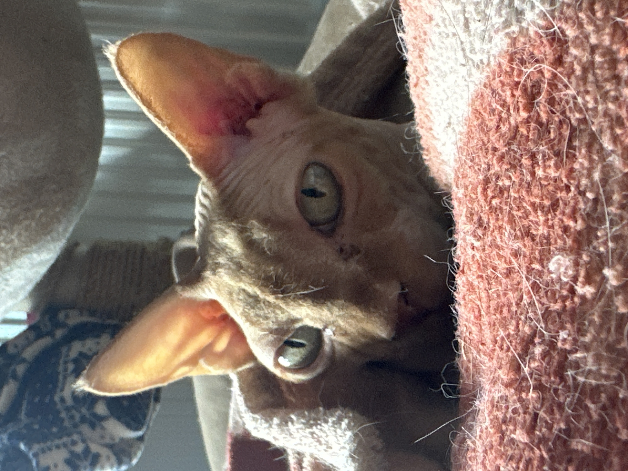 The media file is a close-up photograph of a light-colored cat, possibly a Sphynx or similar breed, peeking out from behind a textured, reddish-pink fabric. The cat has large, prominent ears and striking green eyes with dark, vertical pupils. Its skin appears wrinkled, and only a sparse amount of fine, light-colored fur is visible. The cat's gaze is directed towards the viewer, conveying a sense of curiosity or perhaps apprehension.
The background is blurred, but suggests an indoor setting. To the left, a soft, rounded, light-colored object is visible, possibly another piece of furniture or bedding. Behind the cat's head, a striped pattern is faintly discernible, hinting at the material of its enclosure or resting place. The lighting suggests a warm, possibly sunny environment, as evidenced by the highlights on the cat's ears and the overall brightness of the image. The time of day is likely daytime, given the natural light. The texture of the reddish-pink fabric in the foreground is rough and appears to be a carpet or thick textile, with loose fibers adding to its tactile appearance. The overall mood is intimate and focused on the cat's expressive face. There is no visible text in the image. The provided location context is Vladimir, Russia.