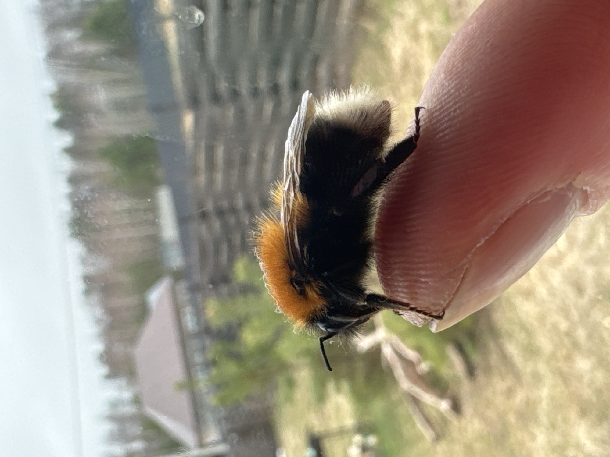 A close-up, vertically oriented photograph depicts a fluffy bumblebee resting on a human finger, against an out-of-focus outdoor background. The bumblebee, likely a *Bombus* species, is predominantly black with a distinct band of bright orange-yellow fur across its thorax. Its head is black and hairy, and its delicate wings are partially folded on its back. Several of its black legs are visible, gently gripping the textured surface of the human finger.
The finger, showing fine lines and skin texture, is positioned to cradle the insect. The interaction appears calm and gentle, suggesting the bumblebee is either being observed or helped.
The background, seen through what appears to be a windowpane due to slight reflections and blur, reveals an outdoor scene. Blurry green and brown patches indicate vegetation, possibly trees and ground cover. Faint, dark vertical lines in the background could suggest a distant fence or wooden structure, while other blurry shapes hint at buildings or rooftops in the distance.
The lighting is bright and natural, indicating daytime, likely under clear or partly cloudy skies. The scene's elements are consistent with a rural or suburban setting in Kamskoe, Russia. There is no visible text in the image.
