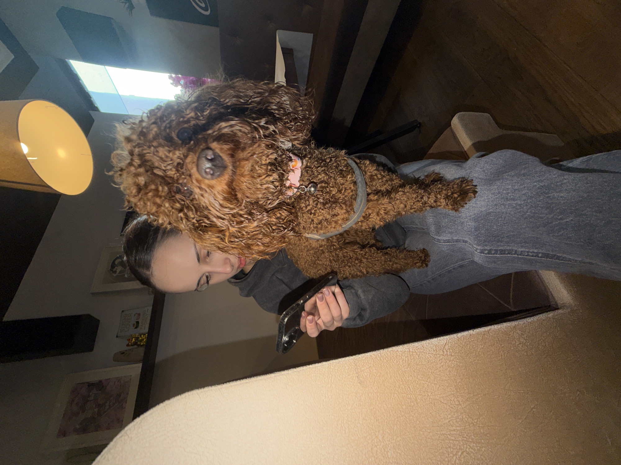 A woman in a gray hoodie and blue jeans is sitting in a chair, holding a black smartphone in her hands. A small brown poodle sits on her lap, facing the camera. The scene is indoors, illuminated by a lamp in the background. A shelf with framed pictures and other decorations is visible behind the woman. The image does not contain enough information to determine the precise location within Sofia, Bulgaria.