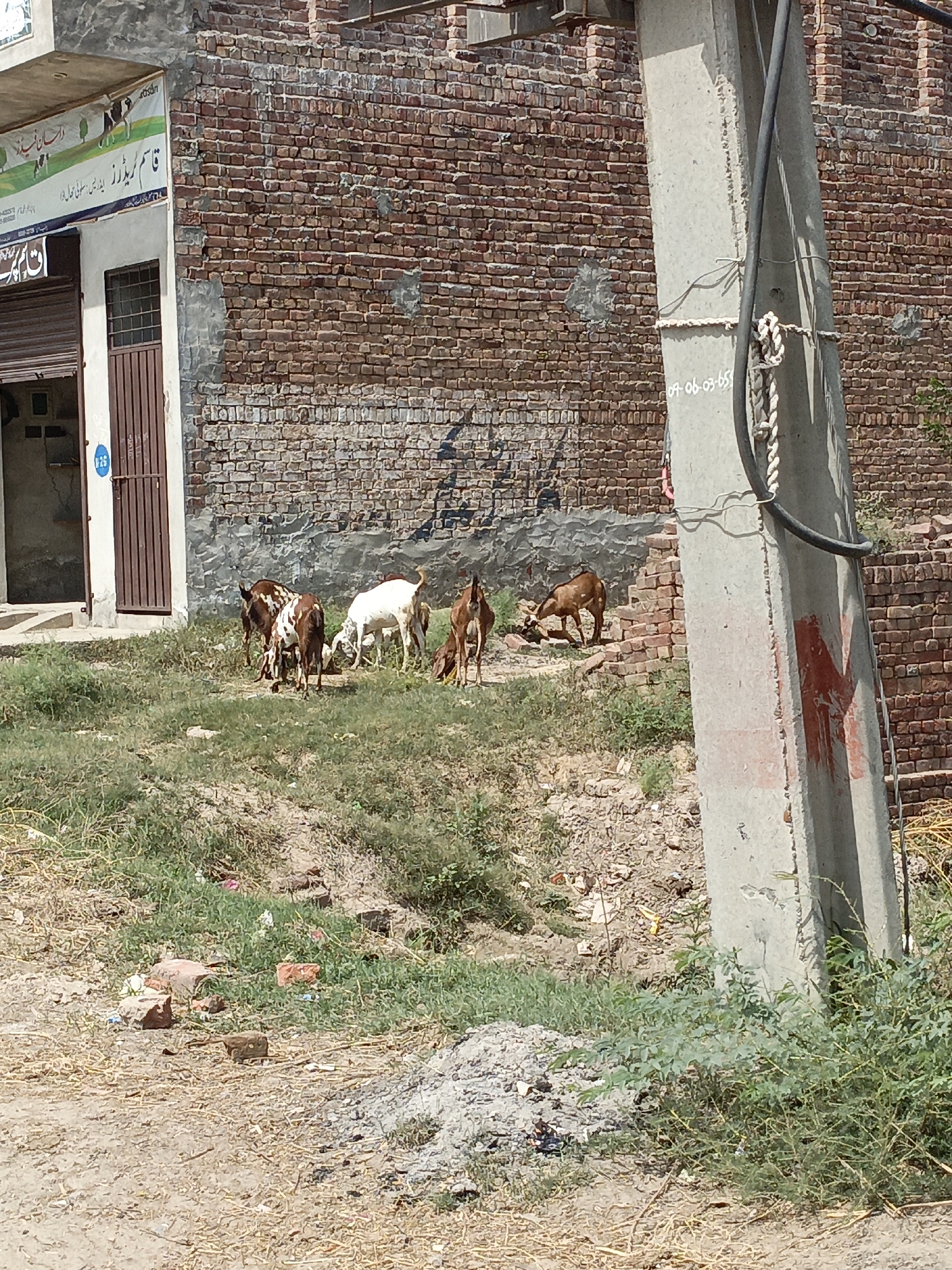 This sunlit outdoor image, set in Karamsar, Pakistan, depicts a group of goats grazing near a brick building and a utility pole. In the middle ground, approximately six to seven goats, primarily brown, brown and white spotted, and one white, are seen with their heads down, actively eating sparse green grass.
The background on the left and center is dominated by a brick building with visible wear and patches of plaster. The lower part of the building features a closed brown metal shutter/gate and an adjacent brown metal-grated door. A small blue circle with "P-26" is visible on the door frame. Above the shutter, a white signboard with green and black text, predominantly in Urdu, is mounted. Visible text includes "قاسم ٹریڈرز" (Qasim Traders) and "ایجنسی سولنگی فیڈز" (Agency Solangi Feeds), accompanied by illustrations of cattle.
A tall concrete utility pole stands on the right side of the frame, with black cables and white ropes wrapped around it. A handwritten number "09-06-03-65" is visible on the pole's surface, and a faded red letter "M" is painted further down. The foreground consists of dry, sandy ground with patches of grass and scattered debris, including broken bricks. The bright, direct sunlight indicates it is daytime, likely under clear skies.