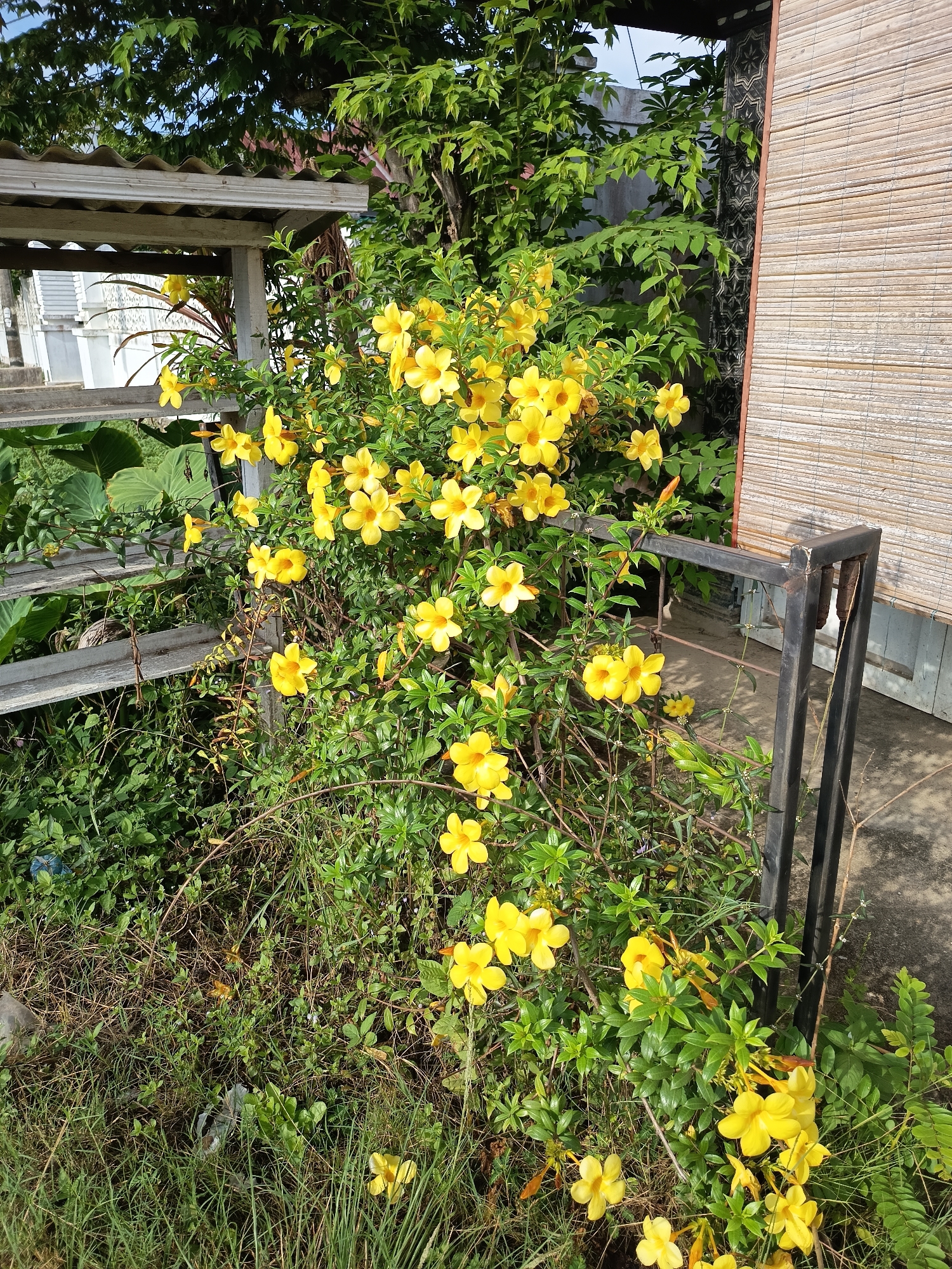 The image shows a dense flowering bush with bright yellow trumpet-shaped flowers, commonly known as Allamanda, in Aluekumba, Indonesia. The bush is growing wild, entangled with some dry grass and weeds, indicating a less maintained area. In the background, a weathered wooden structure with a corrugated roof is visible, along with a bamboo screen, and a dark metal fence. The overall scene suggests an outdoor setting, possibly a yard or alleyway, in a tropical environment given the lush vegetation and type of flowers. No people are present in the image.