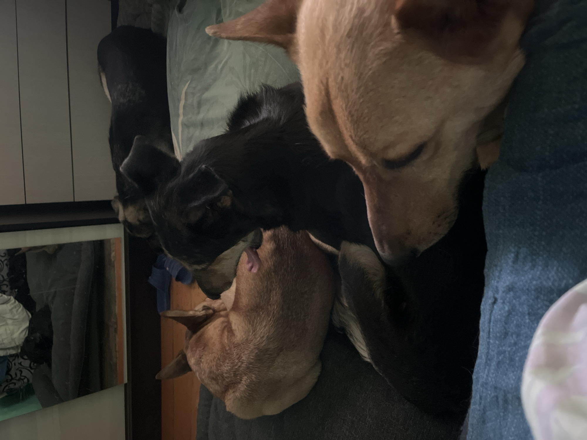 Three dogs are lying on a bed. One dog is black and tan, one dog is black, and one dog is tan. The dogs are all snuggled up together. The bed is covered in a blue and green duvet. There is a mirror visible in the lower left corner of the image. The location of the image is unknown, but presumed to be indoors.