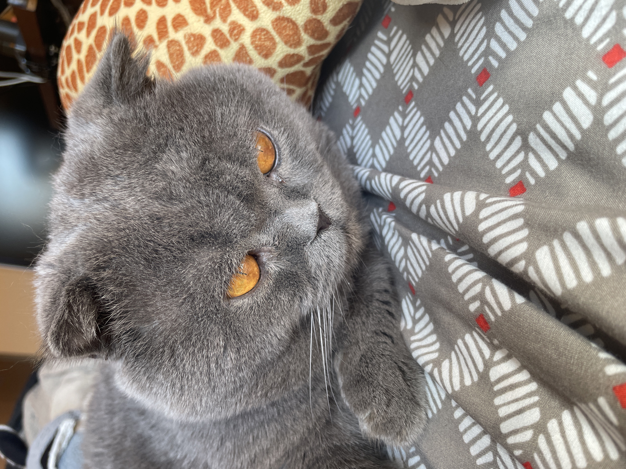 A gray cat with golden eyes is lying on a patterned gray and white blanket. Behind the cat is a giraffe-print pillow. The cat is facing the camera and has one paw visible. The environment is indoors and suggests a domestic setting. There is no indication of a specific location or city.