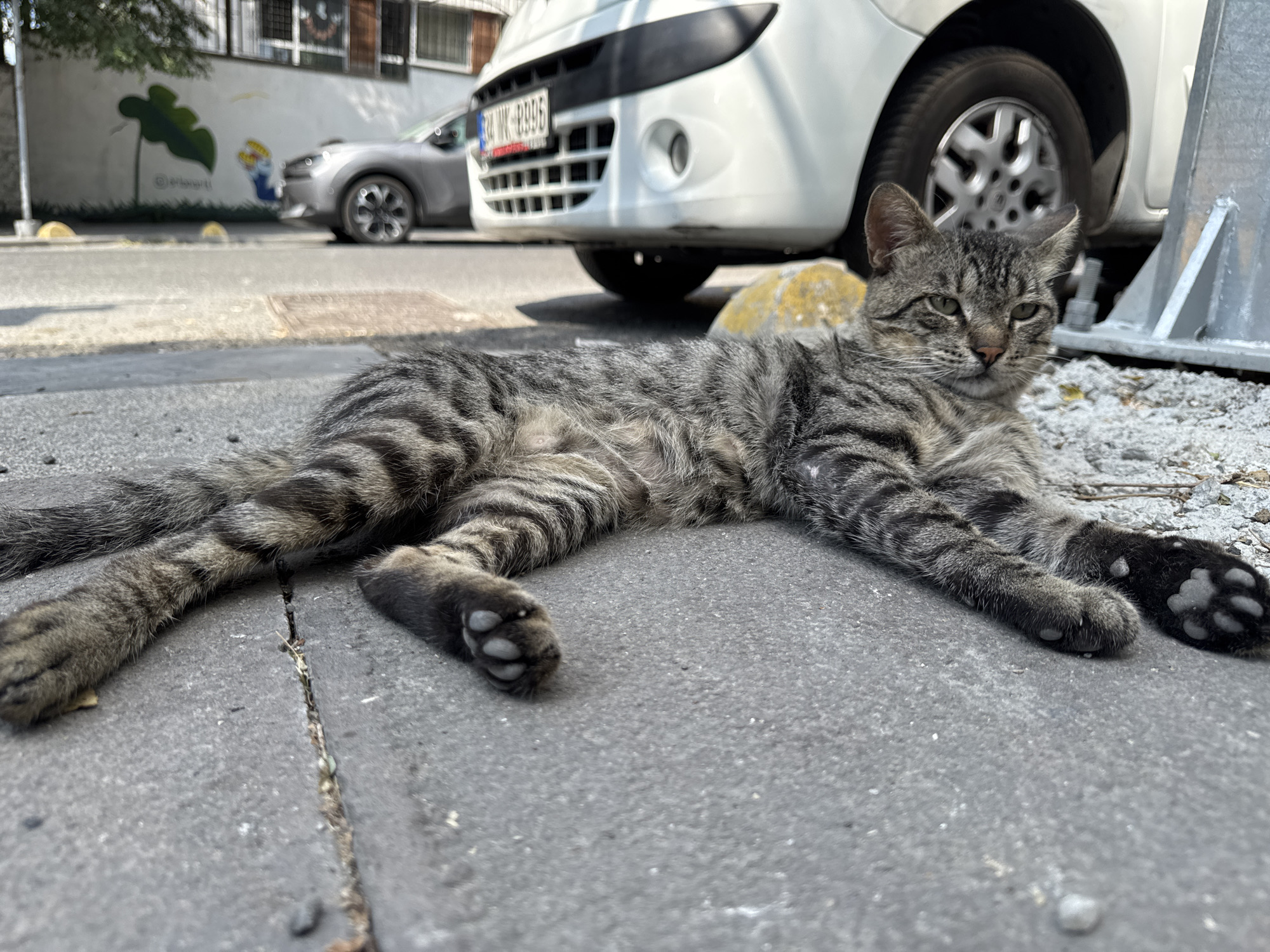 A tabby cat is lying on its side on a concrete sidewalk in front of a white vehicle parked on a street. The cat's body is mostly visible, with its paws extended forward. The cat has grey and black stripes. The white vehicle is a van or small truck, and its license plate is visible, reading "34 NK 8996". Behind the white vehicle, a silver car is parked. The background shows a building with windows and a mural of a green leaf and some cartoon figures on its wall. Yellow curb stoppers are visible on the side of the street. The scene appears to be in an urban environment in Gungoren, Turkey.