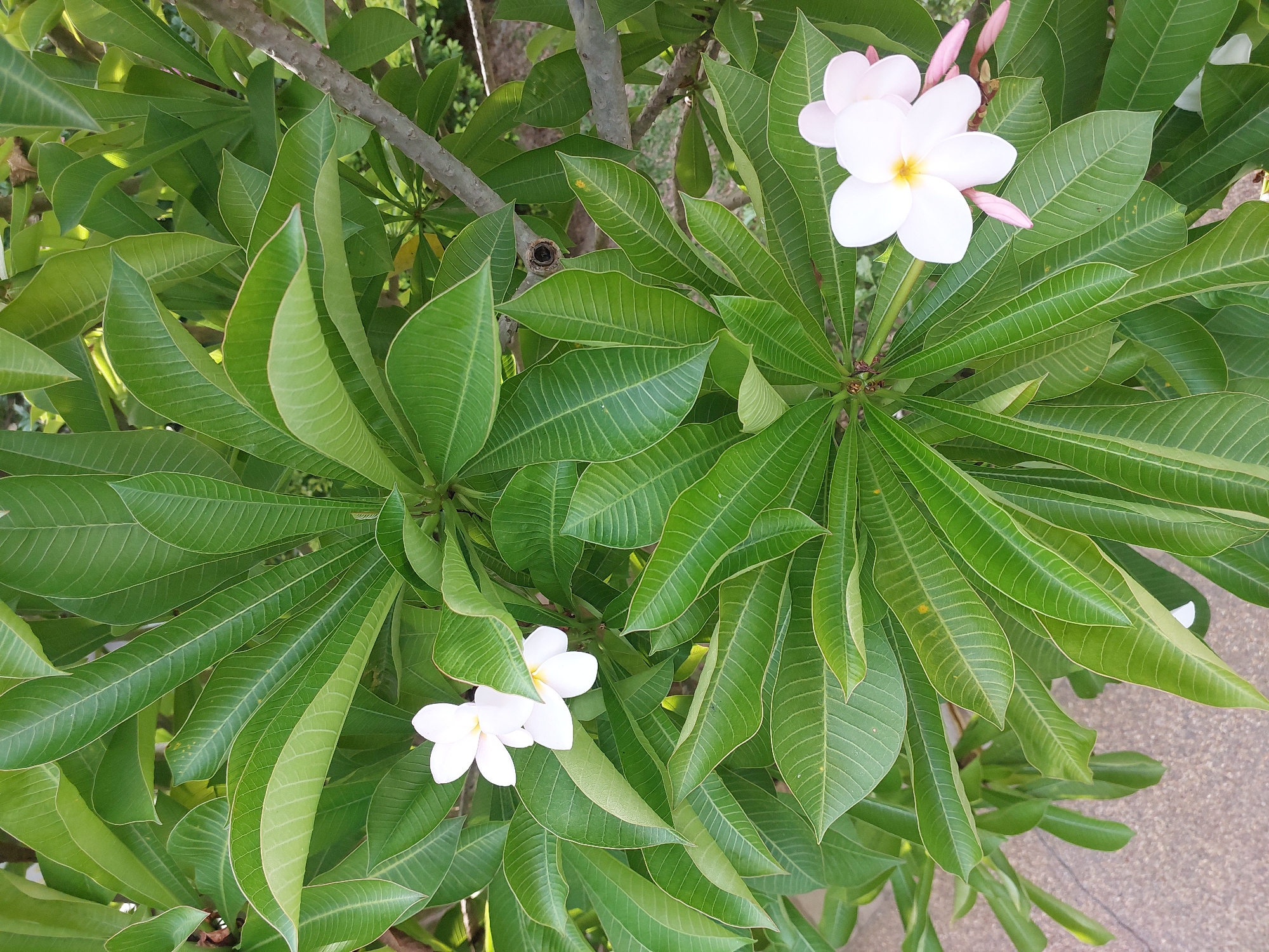 A close-up, eye-level, outdoor shot shows a tropical plumeria plant with its characteristic broad, green, glossy leaves. Three white plumeria flowers with yellow centers are visible, two clustered together on the left side of the frame and one larger bloom on the right. Several pink buds are also present on the right. The plant is set against a background of more dense foliage and tree branches, with a hint of a paved walkway at the bottom left, suggesting an urban or garden setting. The lighting suggests it is daytime. The location is identified as Baan Mae Nam, Thailand.
