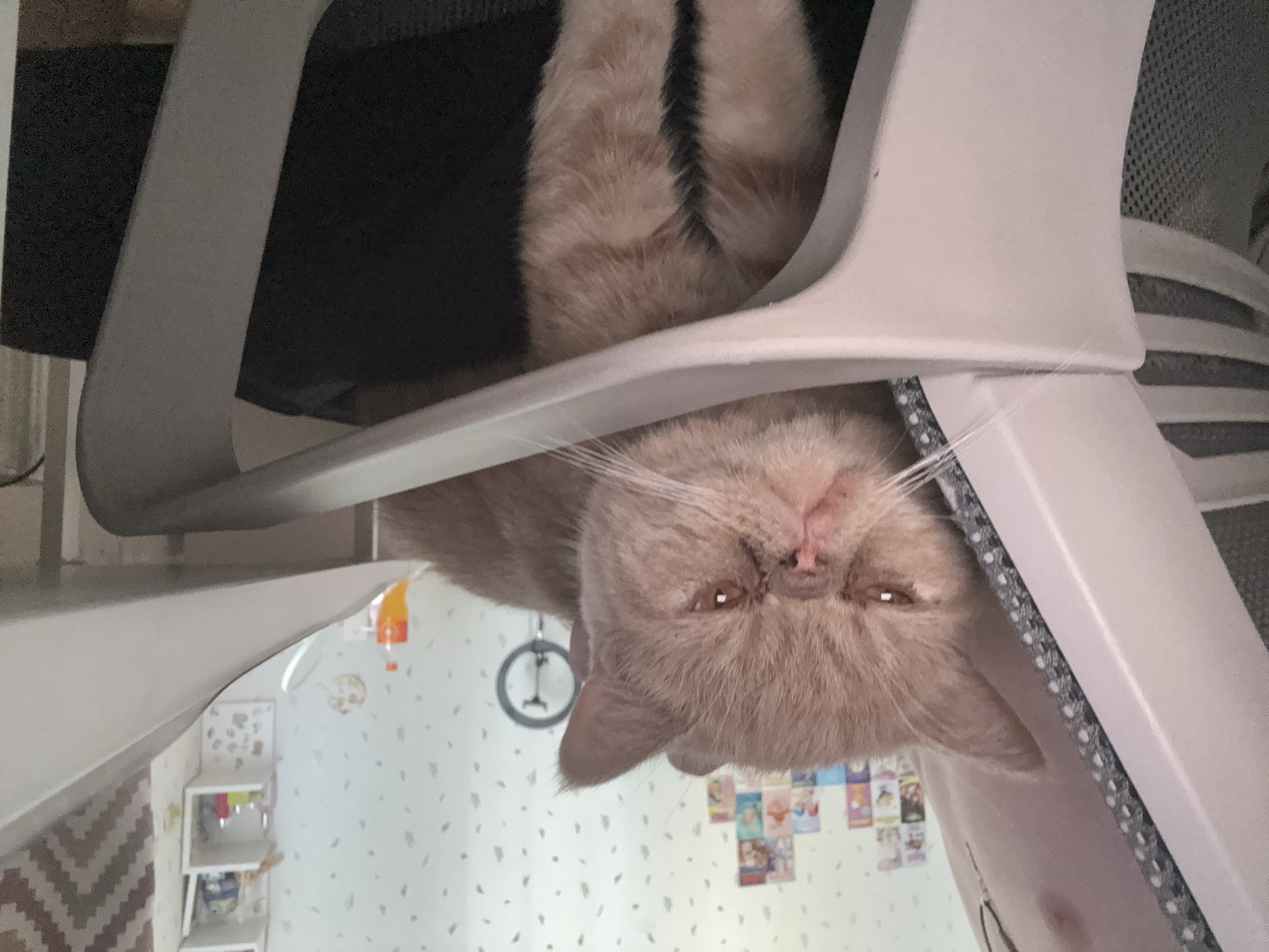 An exotic shorthair cat with light brown fur and a flattened face is sitting on a light gray office chair. The cat is looking directly at the camera with a grumpy expression. The chair is positioned in front of a wall decorated with a white wallpaper with small, scattered leaf-like patterns. On the wall, to the left, is a shelf unit with various items, including small decorative figures and bottles. To the right, there are more shelves with similar items. The overall environment appears to be an indoor setting, possibly a home office or bedroom. The image does not provide any information about the city of Perm, Russia.
