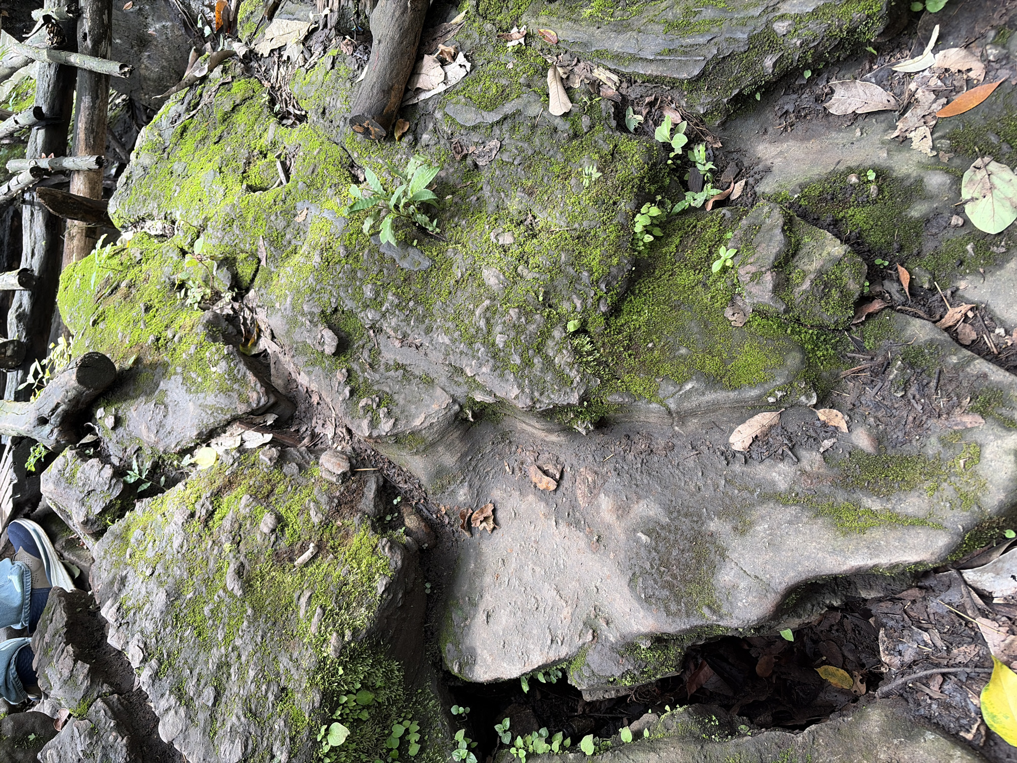 The image shows a close-up view of a rocky path covered in moss and fallen leaves. Several large, grey rocks are visible, some partially obscured by vibrant green moss. Small plants and sprouts are growing in the crevices and on the surface of the rocks. Scattered brown and yellow leaves lie on the ground and among the rocks. In the upper left corner, a person's feet, clad in jeans and athletic shoes, are visible, suggesting the path is in use. The background is composed of more rocks and what appears to be a wooden structure made of stacked logs. The environment appears natural and possibly damp, characteristic of a forest or park setting. The scene is located in Ban Huai Takhrai, Thailand.