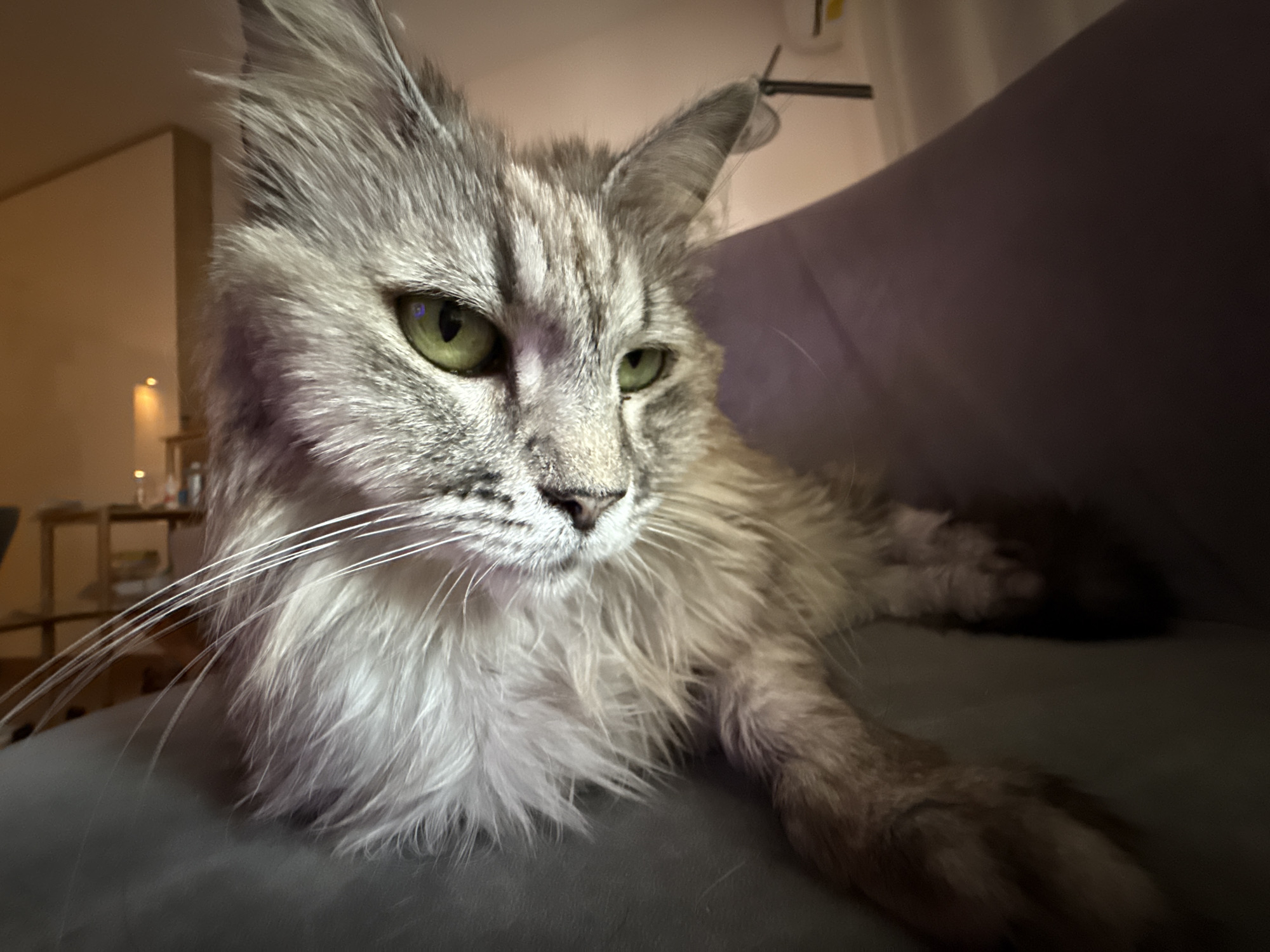 A long-haired cat with prominent green eyes and a fluffy coat of grey, silver, and white fur is depicted in a close-up, horizontal shot. The cat is reclining on a dark grey or purple-hued piece of furniture, likely a couch or chair. Its head is turned slightly to the left, with its gaze directed calmly towards the right, away from the camera. Long white whiskers extend from its muzzle, and its chest fur appears particularly voluminous and soft.
The background is dimly lit and blurred, indicating an indoor setting, likely a home, during evening or nighttime hours. Vague shapes of furniture, possibly shelves or a table, along with a warm, soft light source, are visible in the background, contributing to a cozy and relaxed atmosphere. The cat's fur shows distinct patterns, and reflections are visible in its green eyes. No text is visible in the image.