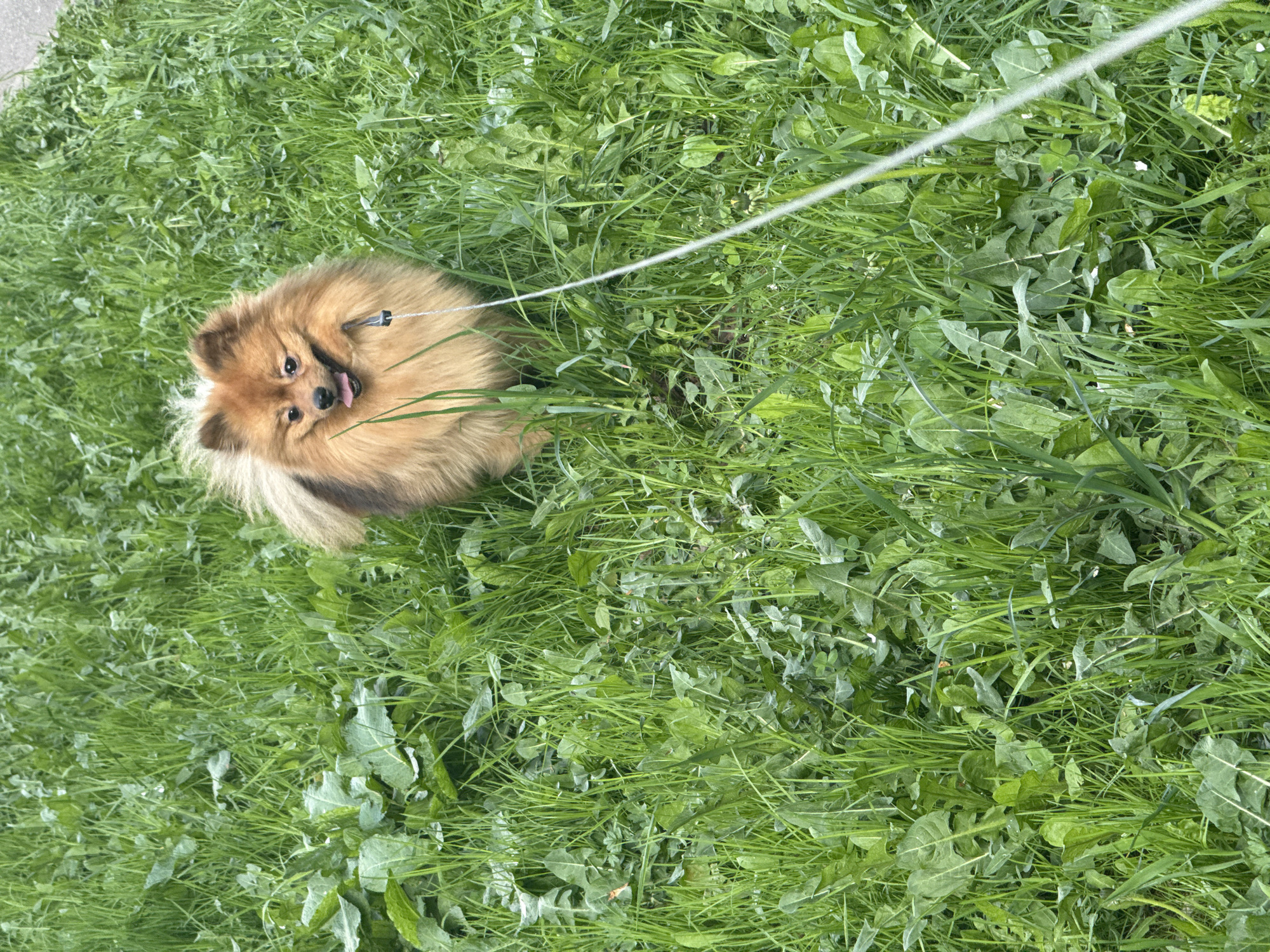 A Pomeranian dog stands on a grassy surface in an outdoor setting. The dog is brown with a white chest, has its tongue slightly out, and is wearing a black collar with a leash attached. The leash extends upwards out of the frame. The grass is green and mixed with weeds. The image appears to have been taken in daylight and is rotated counter-clockwise. The location is Moscow, Russia.