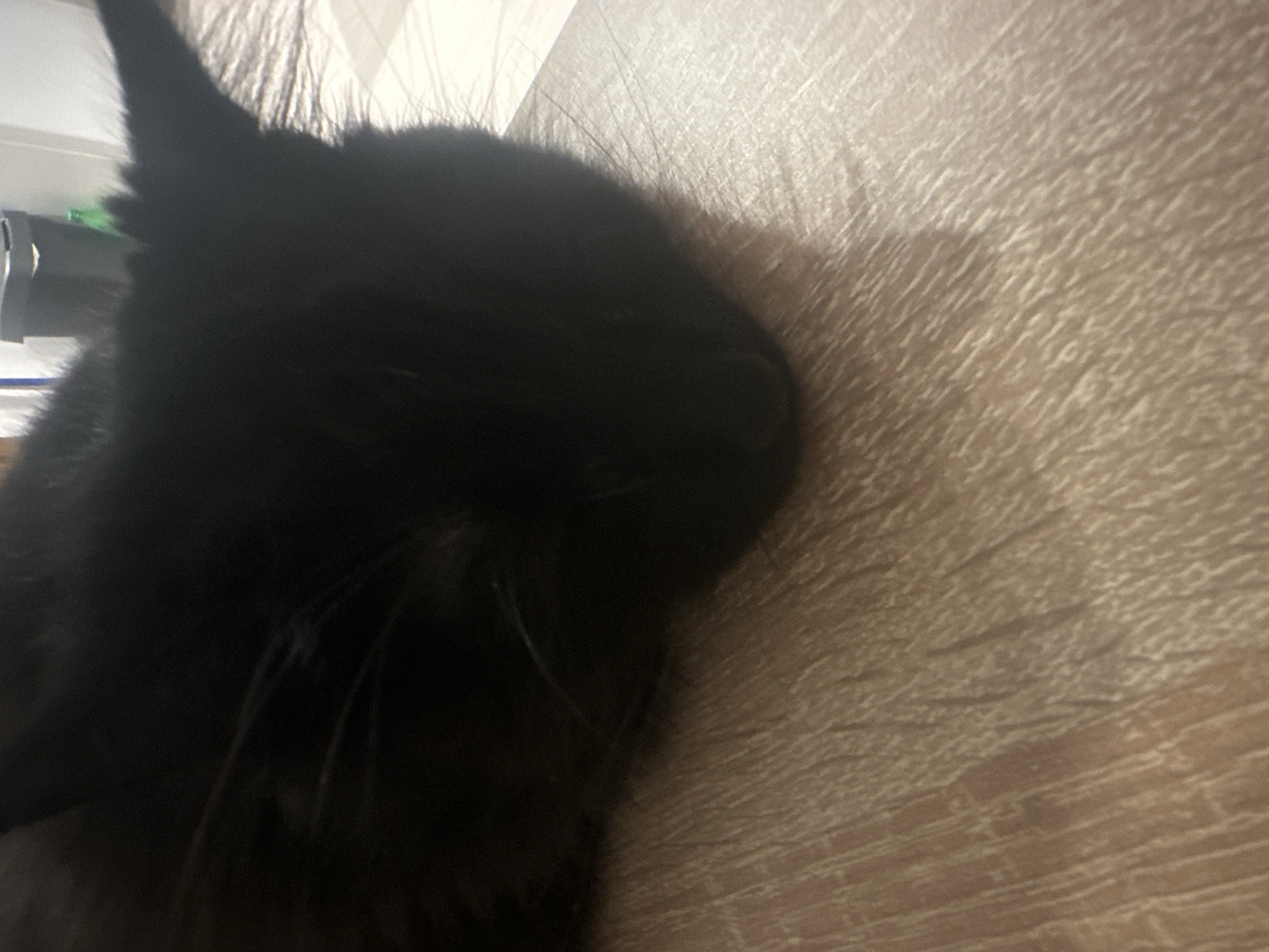 A close-up, slightly angled shot shows a black cat lying on a surface with a light brown, wood-grain pattern. The cat's head and upper body dominate the left side of the frame. The cat appears to be resting with its eyes closed. The cat's fur is dense and obscures details of its features. In the upper-left corner, some blurred, light-colored objects are visible. The location is not discernible from the visual information provided.