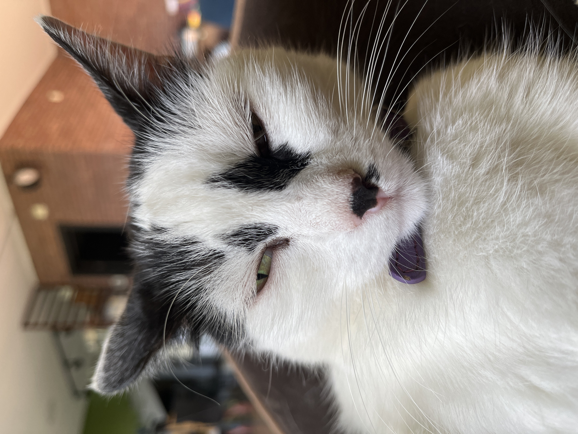 This is a close-up, eye-level, indoor photograph of a black and white cat wearing a purple collar with a small charm. The cat is lying down and facing the camera with its eyes partially closed. Its fur is predominantly white with black markings on its ears, forehead, and nose. The background is blurred, showing a brick wall and a staircase, suggesting an interior residential setting. There is no discernible location in the city of Ureki, Georgia, identifiable in the image.
