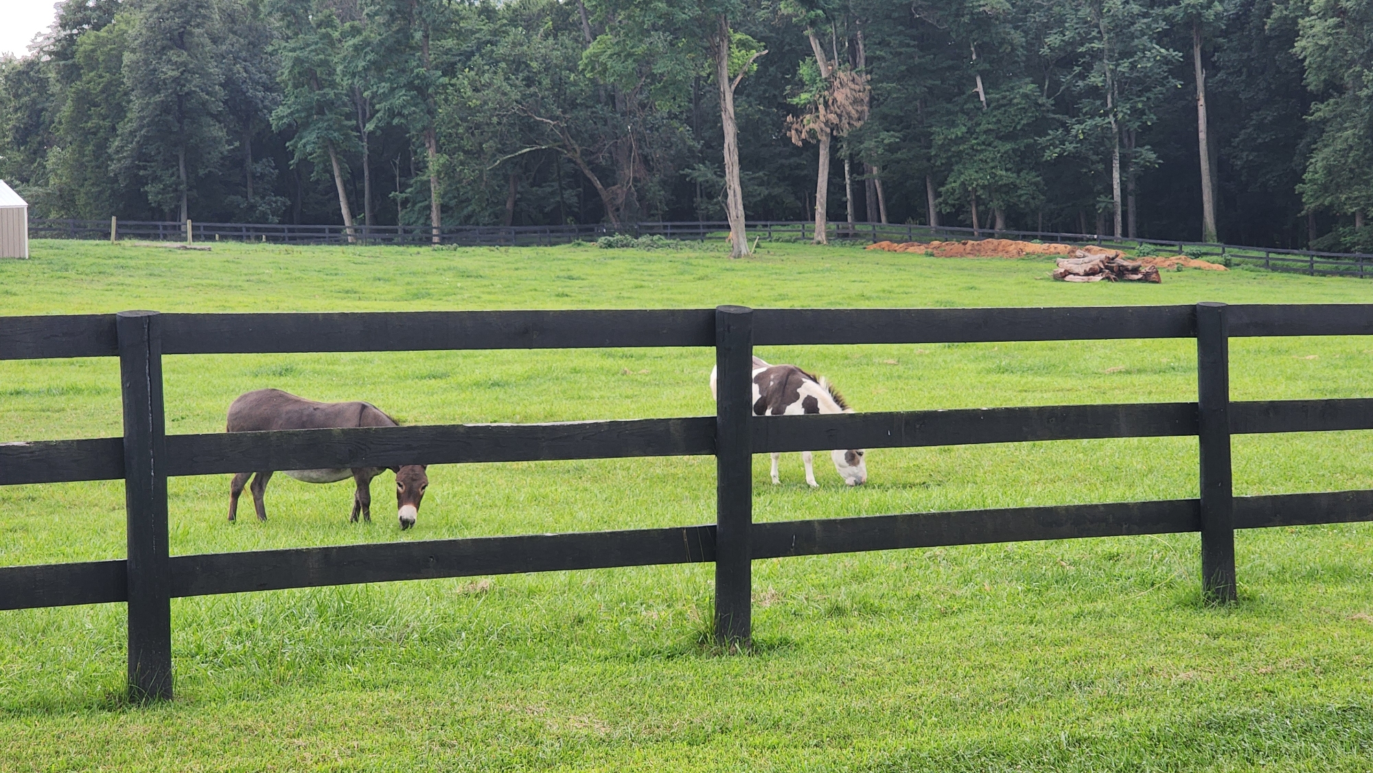 The image depicts two donkeys in a grassy pasture behind a black wooden fence. The donkey on the left is solid brown and is grazing. The donkey on the right is brown and white and is also grazing. In the background, there is a line of trees and a small building on the far left. A pile of logs is visible in the middle distance on the right. The scene appears to be a rural farm or estate.