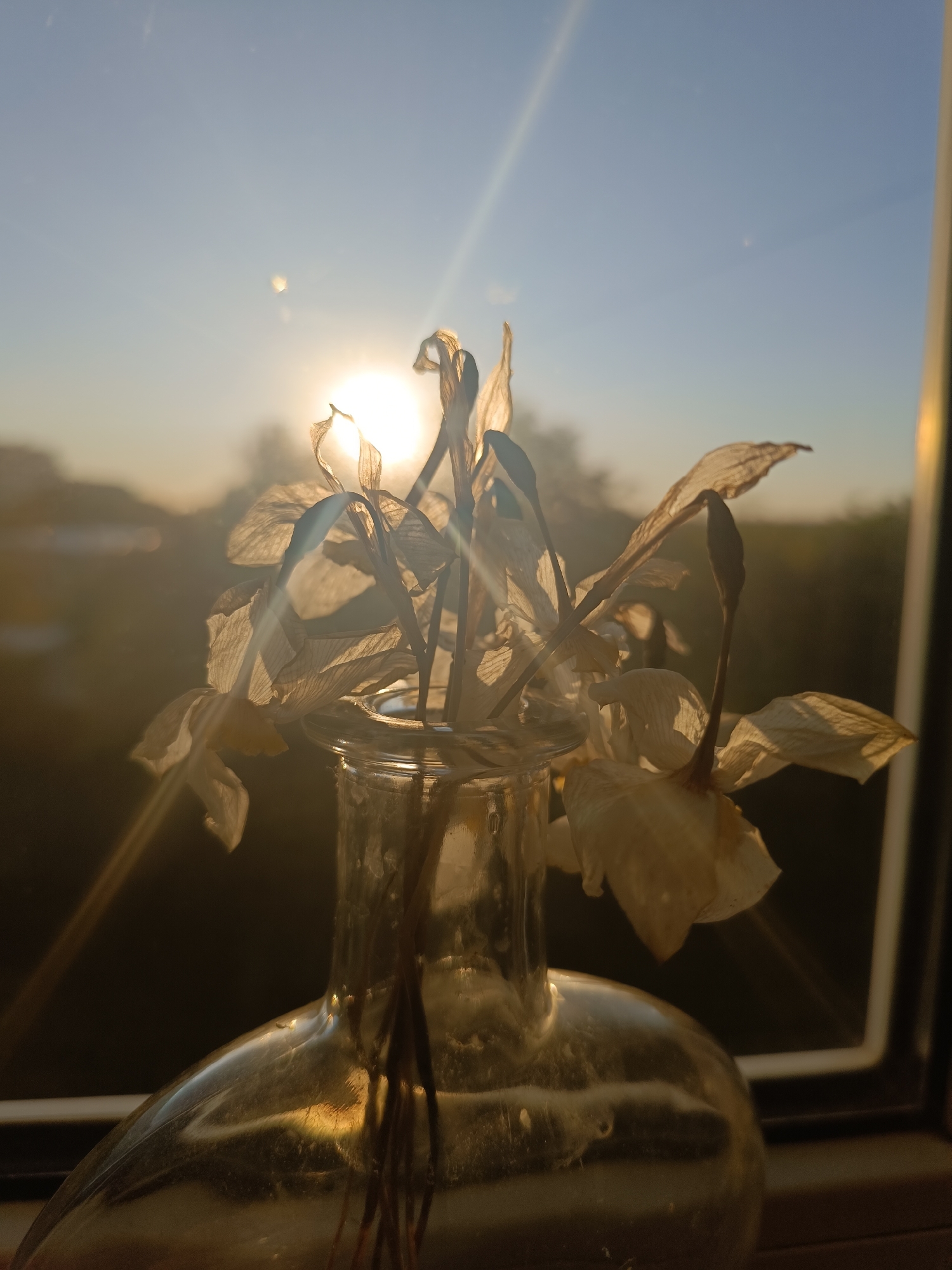 The image captures a still life of dried or wilting white flowers in a clear glass vase, placed by a window in Lermontov, Russia. The scene is bathed in the warm, golden light of either a sunrise or sunset, with the sun positioned low in the background sky and emitting strong lens flares and rays.
The primary subjects are the bouquet of fading, translucent flowers, likely daffodils or similar trumpet-shaped blooms, which appear delicate and ethereal as they are backlit by the intense sun. They are held in a simple, clear glass bottle or vase with a narrow neck, showing some slight smudges or dust on its surface. The vase's curves reflect the warm light, creating bright highlights.
The activity depicted is merely the quiet observation of a natural scene. The flowers, past their prime, evoke a sense of quiet beauty and transience.
Notable details include the time of day, which is unmistakably early morning or late afternoon due to the low sun and the golden hour light. The sky beyond the window is a clear, pale blue, hinting at calm weather conditions. The window frame is visible on the right, anchoring the setting within an interior space looking outwards. The background outside the window is softly blurred, showing vague shapes of trees or distant landscape, emphasizing the focus on the flowers and light. There is no visible text in the image.
