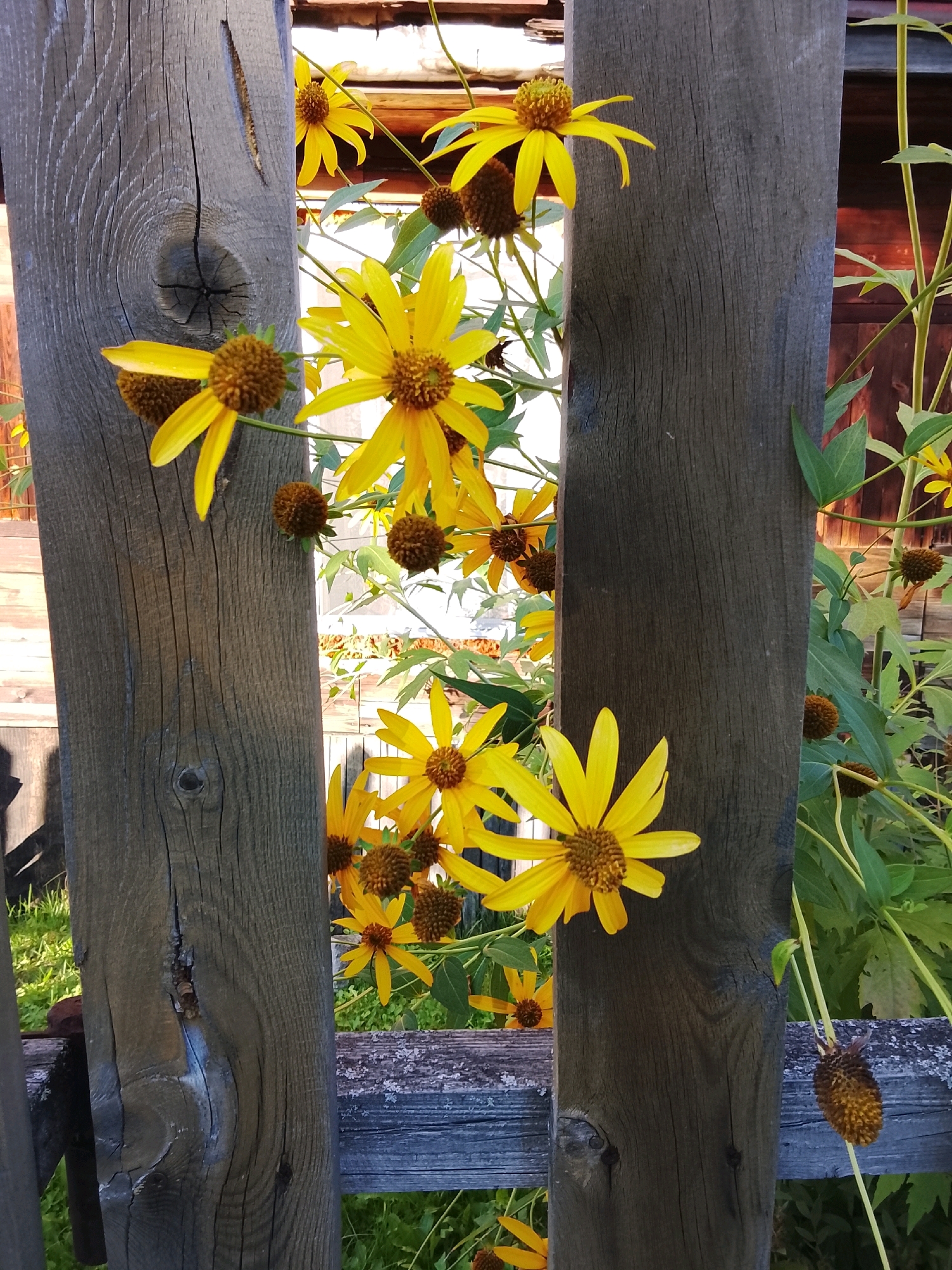The image shows a close-up view of yellow flowers with brown centers, possibly sunflowers or similar blooms, growing behind two weathered wooden fence posts. The posts are vertical and positioned close together, creating a gap through which the flowers and foliage are visible. The wood of the posts exhibits a rough texture, with visible grain and knots, and appears aged and possibly grayed by exposure to the elements. Some of the flowers are in full bloom with prominent yellow petals, while others are in various stages of development, including seed heads. Green leaves and stems are interspersed with the flowers. In the background, hints of a wooden structure and more foliage are visible. The lighting suggests it is daytime, with shadows cast by the fence posts. The scene is located in Zherebtsovo, Russia.