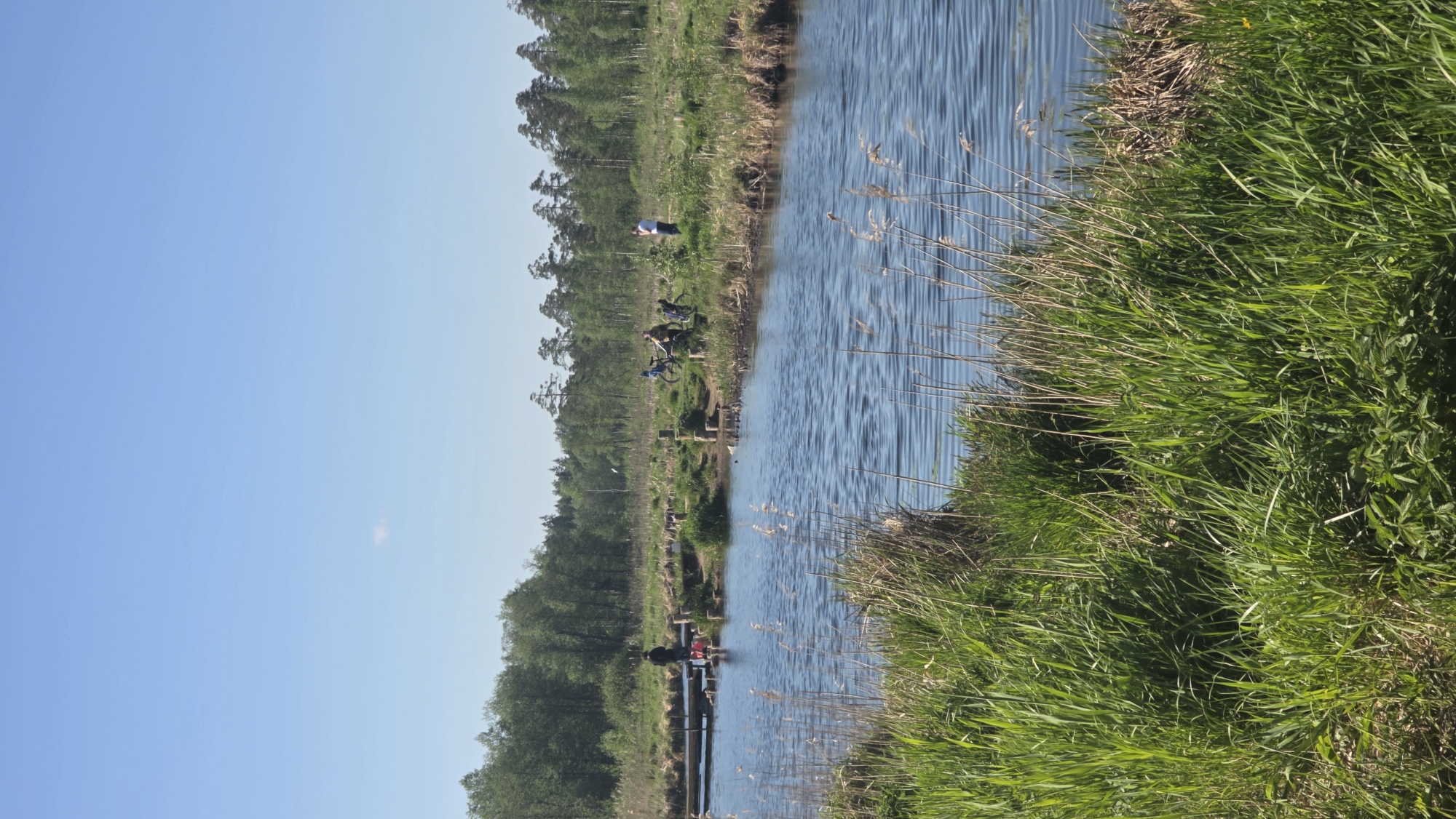 The image captures a view along the shore of a body of water, likely a river or a canal, in Gatchina, Russia. A lush, green embankment of tall grass and reeds lines the bank on the right side of the frame. Across the water, a strip of land supports a line of trees, suggesting a dense forest. The sky is a clear, bright blue, filling the upper half of the image.
Several people are visible on the opposite bank. At least two individuals appear to be riding bicycles. Farther down the water are a group of people gathered on what seems to be a wooden dock or pier.
The water surface shows visible ripples and refelcts blue from the sky above.