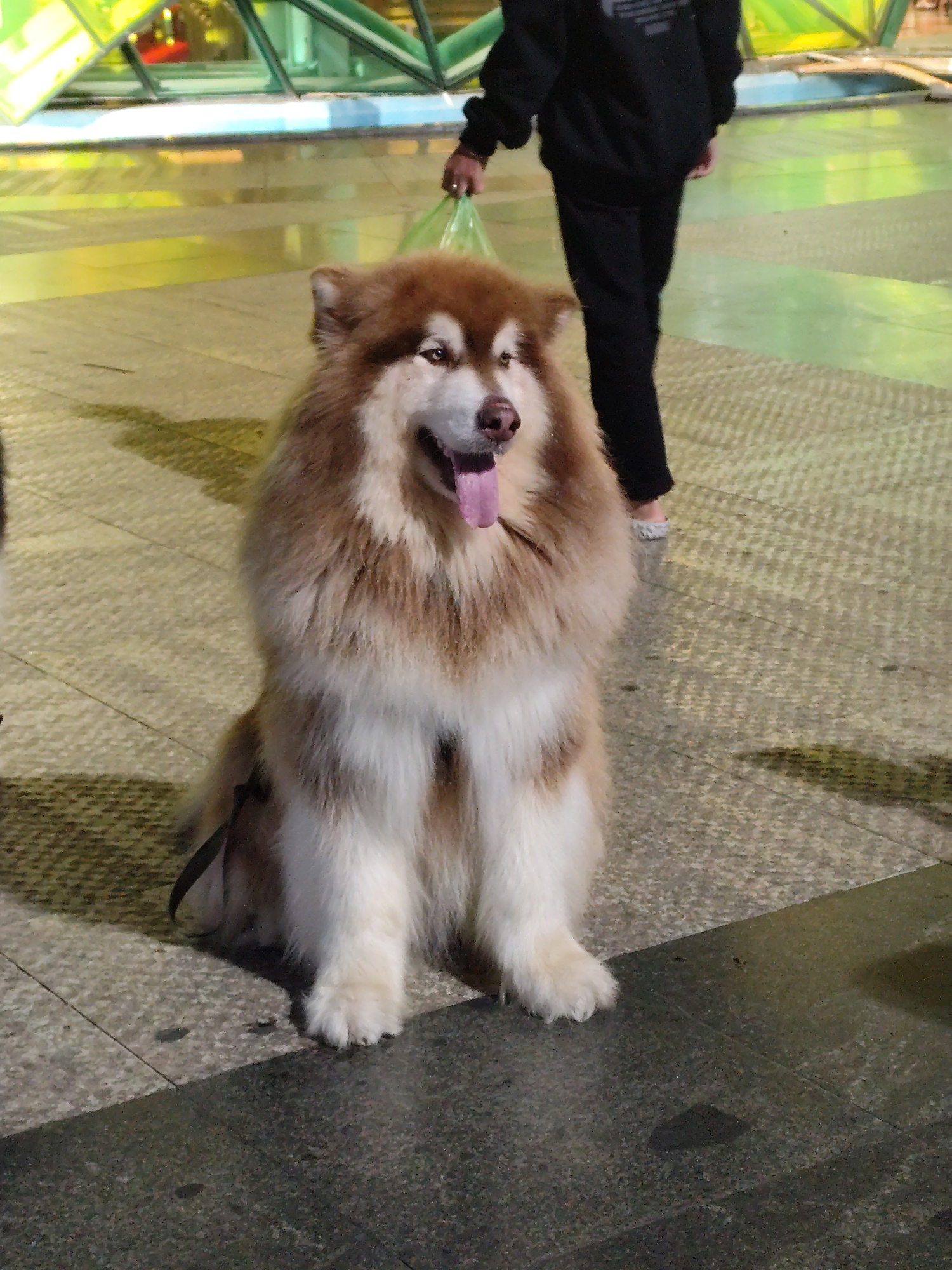 A medium shot shows a brown and white, fluffy, long-haired dog with its tongue out, sitting on a patterned concrete surface in what appears to be a public area. The dog is wearing a black leash. In the background, a person wearing black pants and a black jacket is walking away from the dog, carrying a green plastic bag. There's a semi-transparent structure with green and yellow elements visible in the background, suggesting an urban environment. The lower part of the image is darker, indicating a shadow or a different level of lighting. This scene likely takes place in the city of Da Lat, Vietnam.