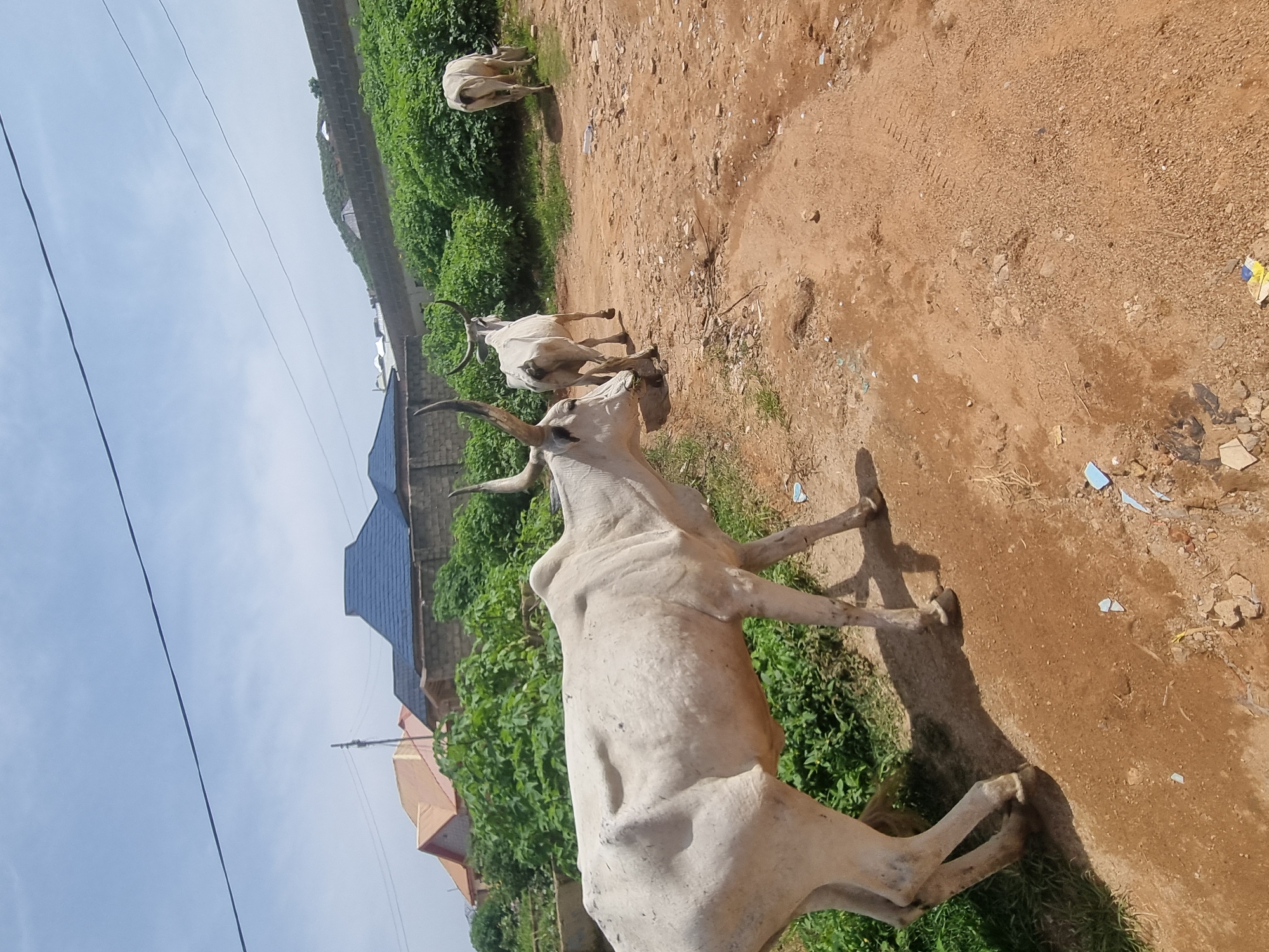 Three white cattle with prominent horns are in a dusty, unpaved area. The cow in the foreground is facing left and appears to be eating grass. Two other cows are further back, one facing away from the camera and the other facing left, also appearing to graze. In the background, there are green bushes and several buildings with red and blue roofs. The sky is blue with some clouds. The scene is set in a residential area of Jos, Nigeria.