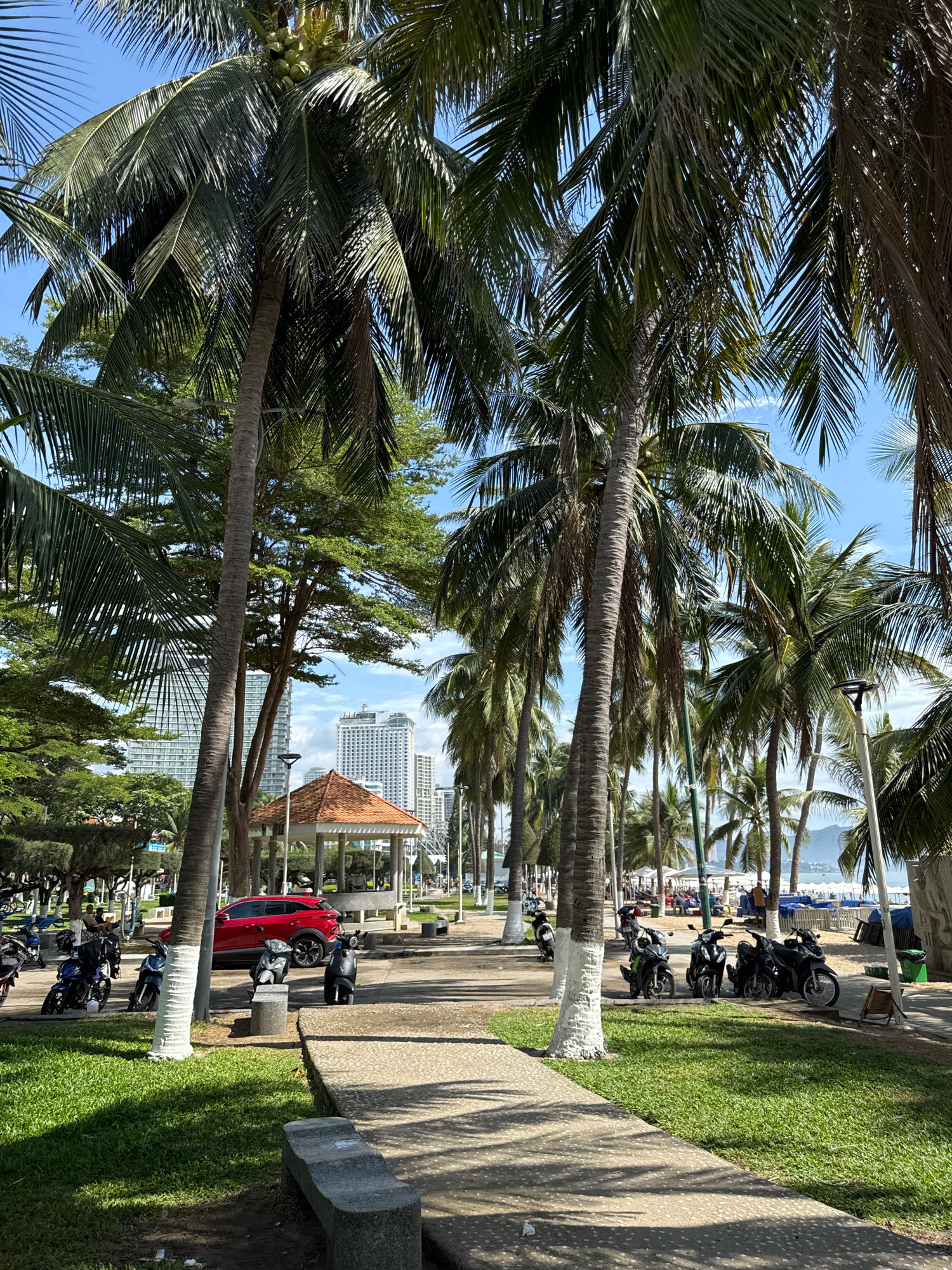 This is a street-level, eye-level, vertical shot of a tropical promenade in Nha Trang, Vietnam, bathed in bright sunlight. The foreground features a concrete pathway casting long shadows across a neatly trimmed green lawn. To the left, a stone bench rests on the grass, and further back, a cluster of motorcycles is parked.
Dominating the mid-ground is a paved walkway lined with numerous tall coconut palm trees, their fronds creating a dense canopy against the clear blue sky. A few of these palm trunks are painted white at their bases. A red SUV is parked near a charming, open-air pavilion with a terracotta-tiled roof. Beyond the pavilion, several multi-story buildings rise into the sky, indicative of a city environment.
In the background, a beach is visible with rows of white beach umbrellas and people relaxing. The overall scene evokes a sense of a vibrant, coastal urban area on a sunny day.