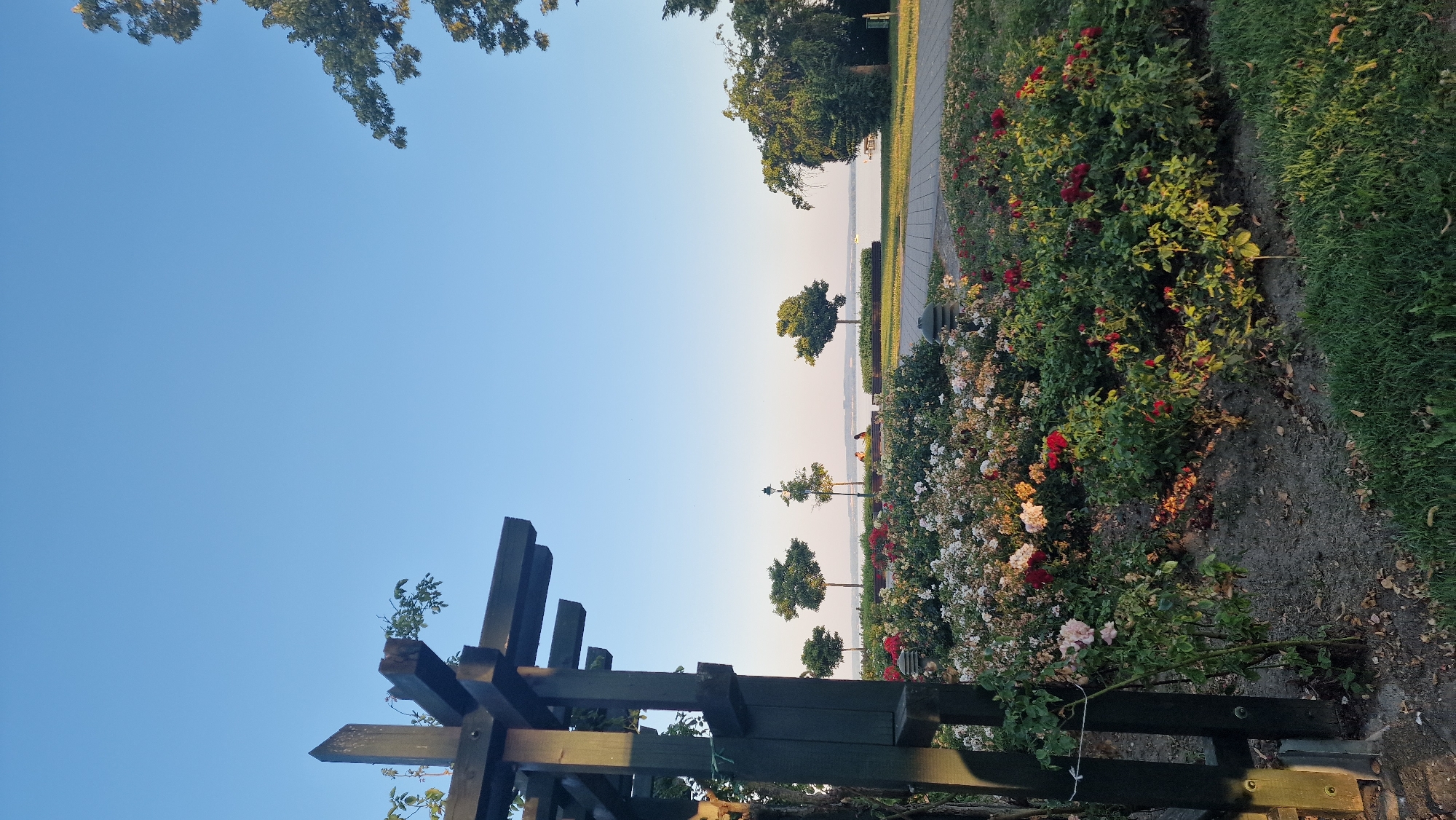 In Keszthely, Hungary, a garden path leads to a waterfront promenade. In the foreground, a dark wooden pergola frames a vibrant flowerbed filled with red and white roses. Beyond the flowers, two individuals are seated on a bench, facing a tranquil lake. The sky above is a clear, pale blue.
