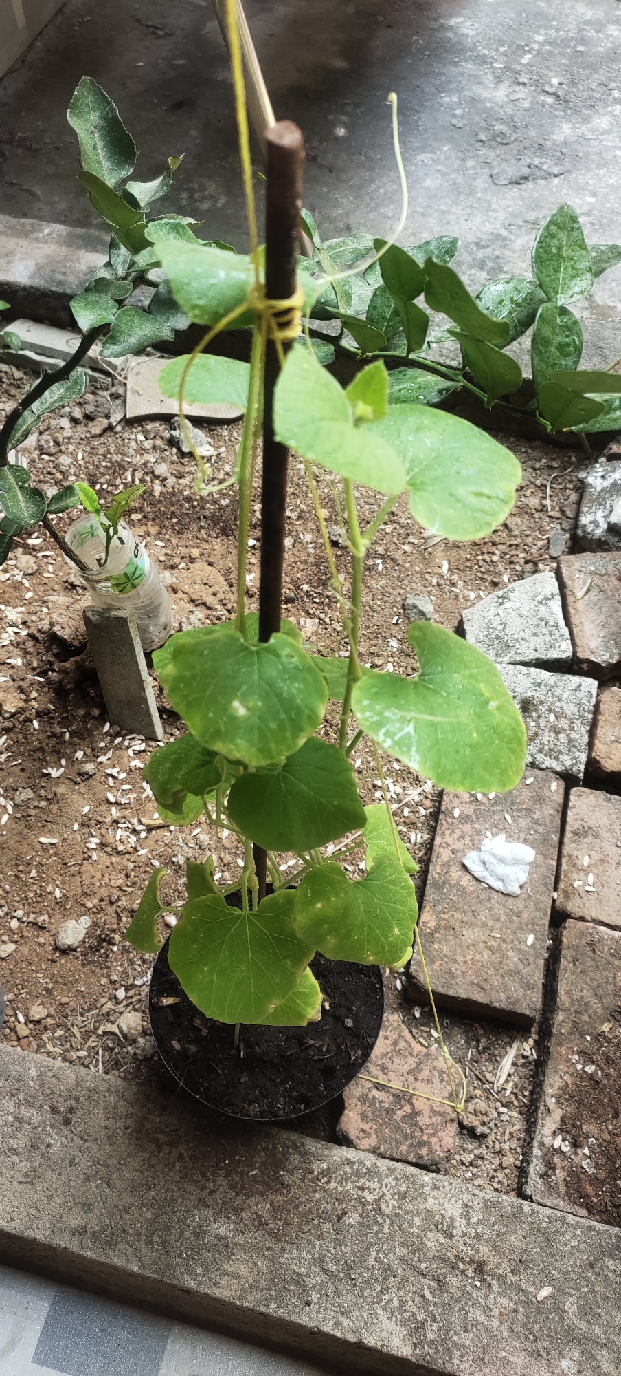A young plant with heart-shaped green leaves is supported by a thin wooden stake and yellow twine. The plant is in a black pot filled with dark soil, situated on an outdoor surface of dirt and gravel. Interspersed on the ground are scattered small white objects, possibly seeds or debris, and some reddish-brown bricks. In the background, a larger plant with segmented leaves is visible, and a section of gray concrete wall forms the backdrop. The scene appears to be located in Manyar, Indonesia.