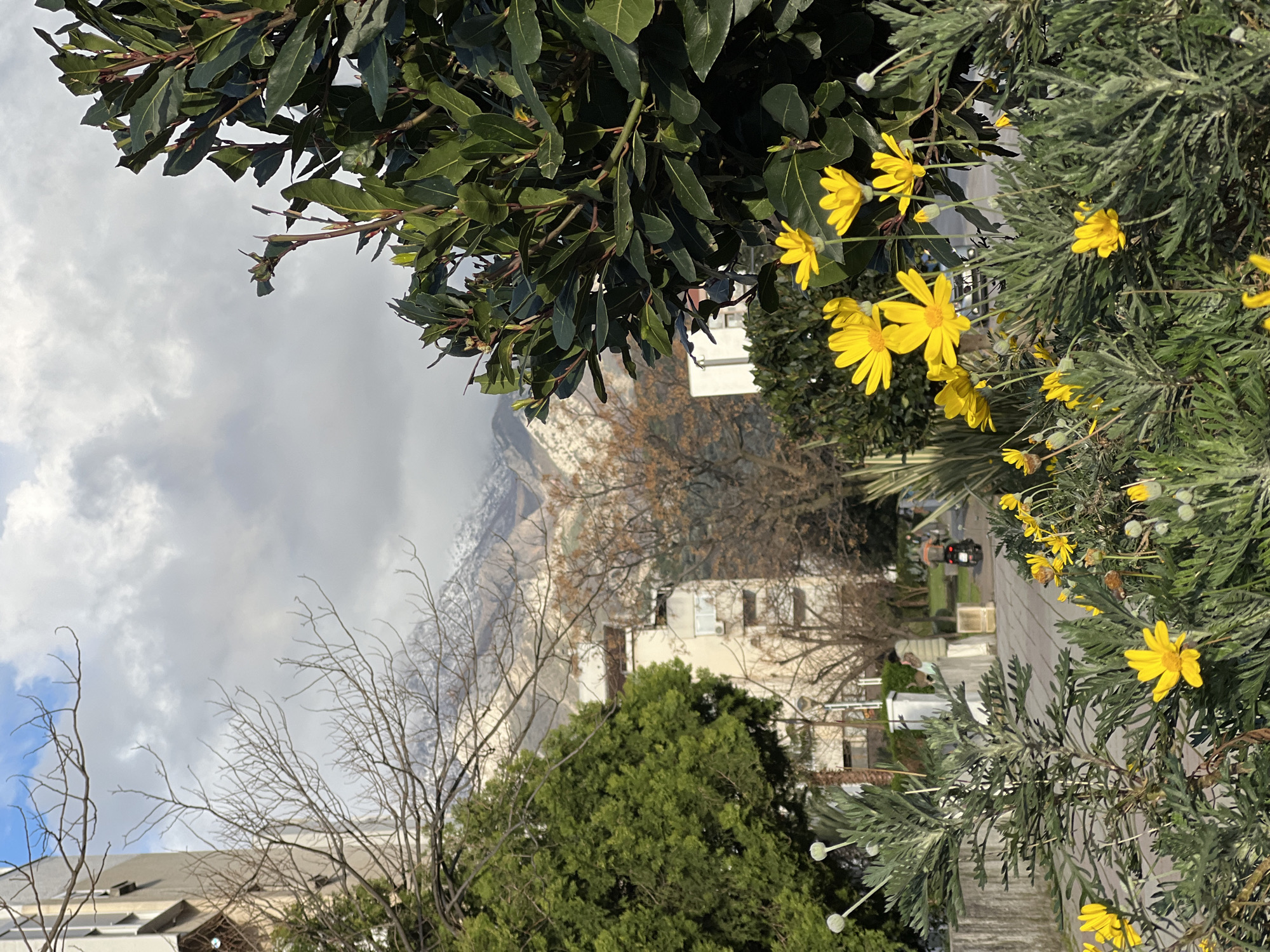 The image captures a street view in Bar, Montenegro. In the foreground, a cluster of yellow, daisy-like flowers with green foliage occupies the lower center and right. To their left, a grey-green plant with slender stalks and spherical white seed pods is present. On the far right, a dense, dark green shrub with glossy, ovate leaves and small buds is prominently featured.
The midground reveals a paved street or pathway extending into the distance. A person on a dark-colored scooter or motorcycle is visible, moving away from the viewer. Another individual, wearing light-colored clothing, walks on the sidewalk. Several light-colored, multi-story residential buildings with windows and balconies are visible, interspersed with bare-branched deciduous trees. Streetlights are also present.
The background features snow-capped mountains under a partly cloudy sky, with patches of blue visible amidst white and grey clouds. The scene is illuminated by daylight.