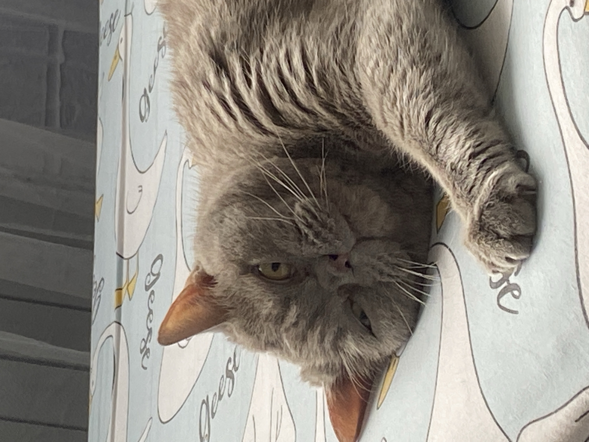 A gray cat is lying on a bed with a light blue patterned sheet. The cat is facing left with its head turned towards the camera. Its eyes are partially closed, and its mouth is slightly open. The cat's right paw is extended forward, resting on the sheet. The background is out of focus and appears to be a curtain or blinds. The scene is indoors, in a bedroom.