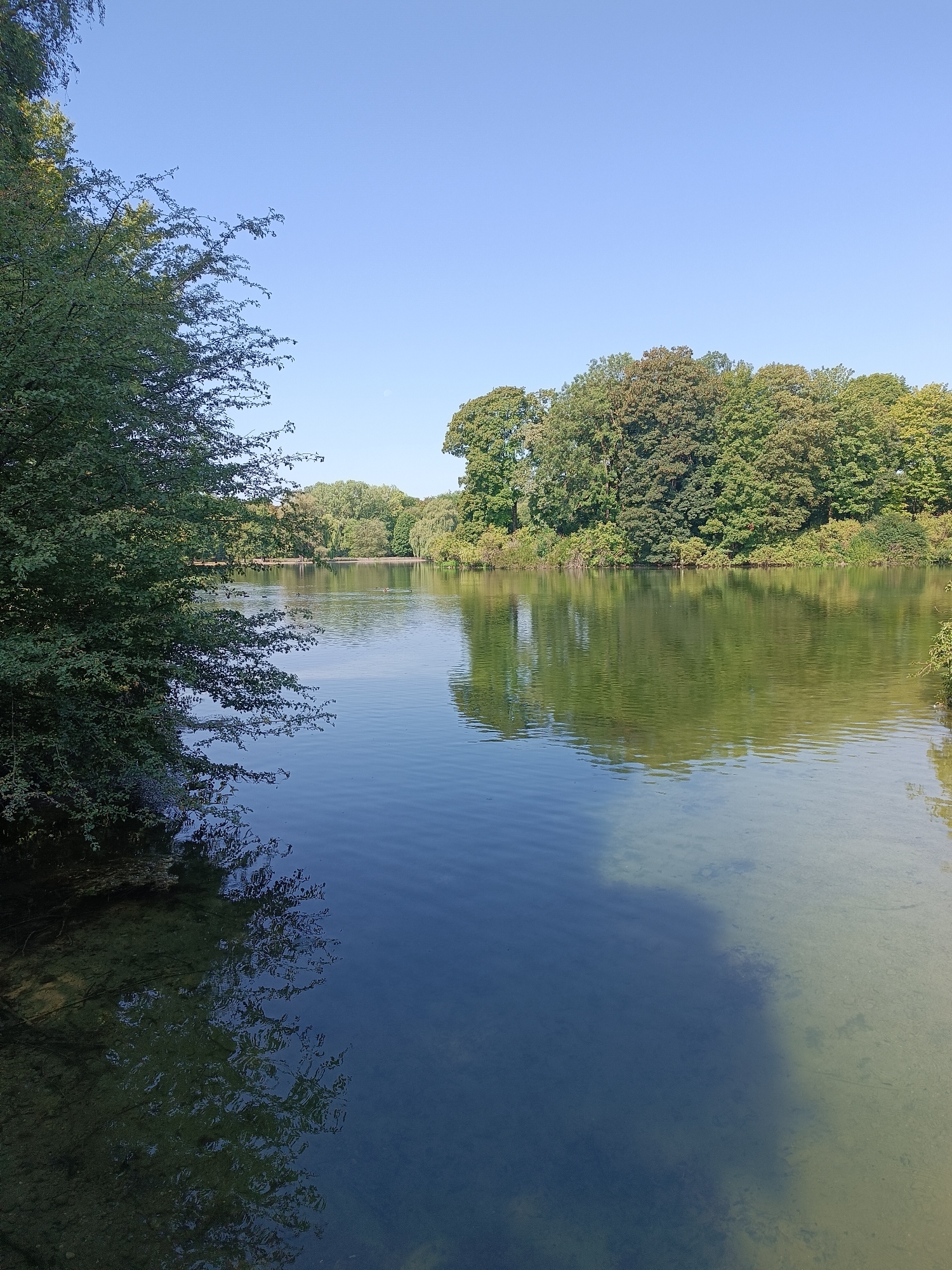 The image depicts a serene lake scene with lush greenery surrounding it. The sky is a clear, bright blue. On the left side of the image, a dense cluster of trees and bushes grows, their branches extending over the water's edge. The water itself is calm, with gentle ripples reflecting the surrounding foliage and the blue sky. The water appears clear in some areas, revealing the sandy bottom, while other areas are deeper and darker. Across the lake, a thick line of trees forms a natural backdrop, their green leaves creating a rich tapestry. A few small birds can be seen on the surface of the water in the distance. The overall impression is one of natural beauty and tranquility. This scene is likely located in the Englischer Garten in Munich, Germany, a large public park known for its expansive green spaces and bodies of water.