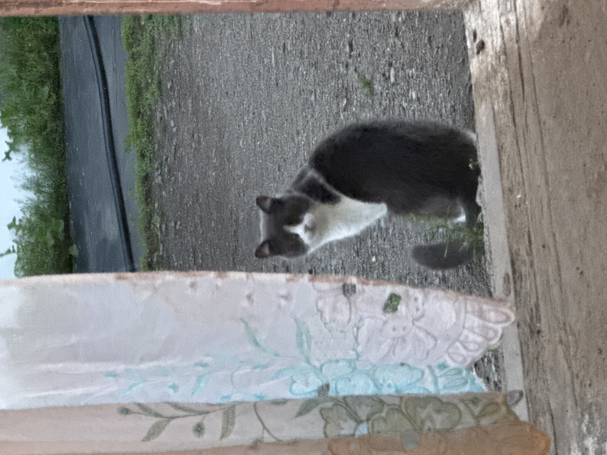 A medium shot captures a grey and white cat sitting on a gravel surface, facing the camera. The cat is looking directly at the viewer with its head slightly tilted. To the left of the cat, a sheer curtain with floral embroidery hangs, partially obscuring the view. The background consists of a dark, asphalt-like surface and green vegetation. The scene appears to be outdoors, possibly near a building entrance or window. The location is Starokhalilovo, Russia.