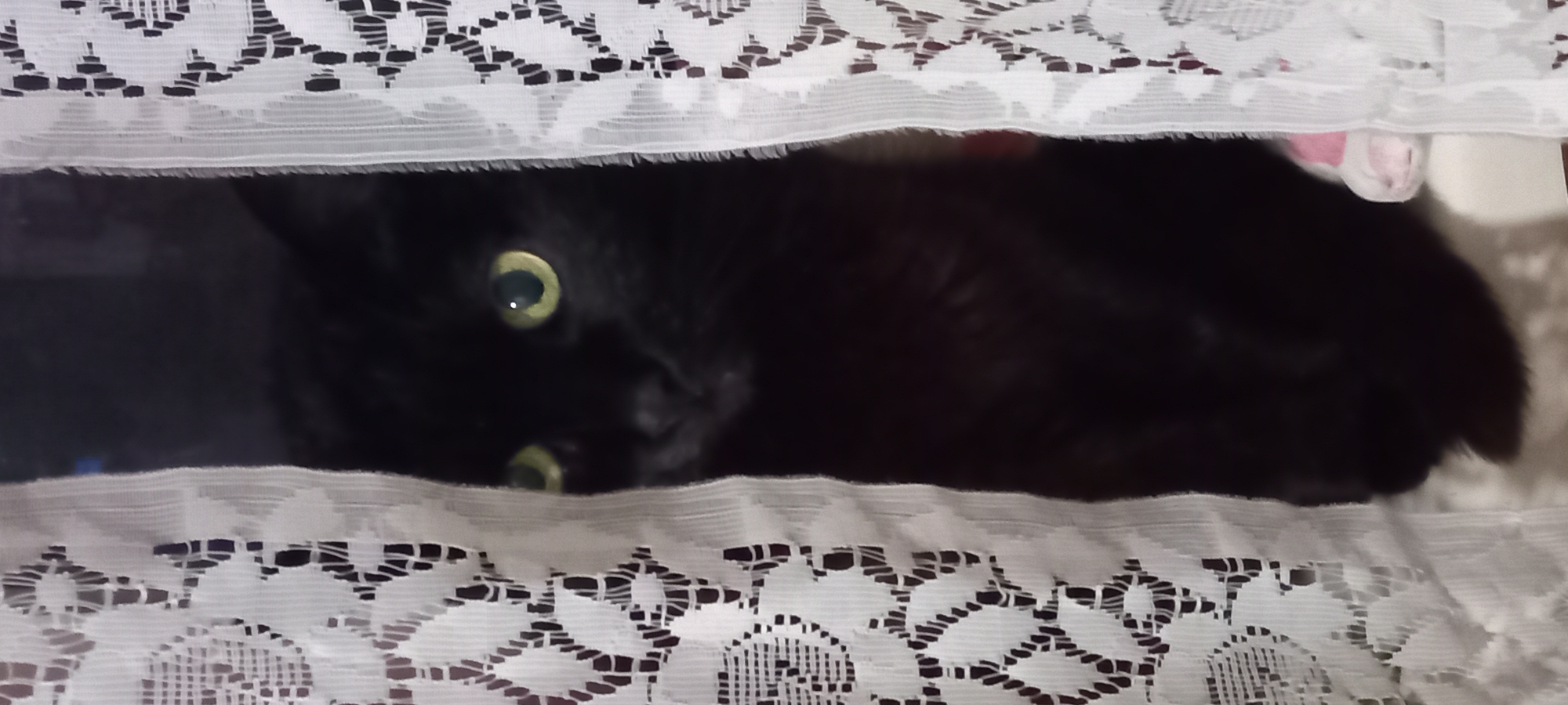 A vertical image depicts a domestic black cat peering from behind white lace curtains in an indoor setting. The cat's reflective, yellowish-green eyes are directed towards the viewer, with its dark muzzle partially visible from behind the left curtain panel. Two white lace curtains, each featuring a repeating floral or geometric openwork pattern, frame the central subject. The cat is situated on a light-colored, flat surface. A small, pink-colored soft object or piece of bedding is visible on this surface to the lower right of the cat. The background beyond the cat and curtains is dark, indicating a low-light environment. The pronounced retroreflection in the cat's eyes suggests the use of a flash or direct light source. This scene is located in Kryvyi Rih, Ukraine.
