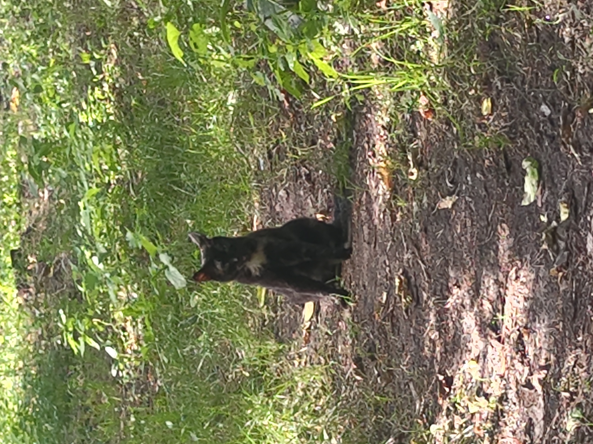 A black cat with white markings on its chest sits on a dirt path in a park-like setting. The cat is facing the camera, and its ears are perked up. The path is surrounded by grass and trees, and sunlight filters through the leaves. The scene appears to be in a public park.