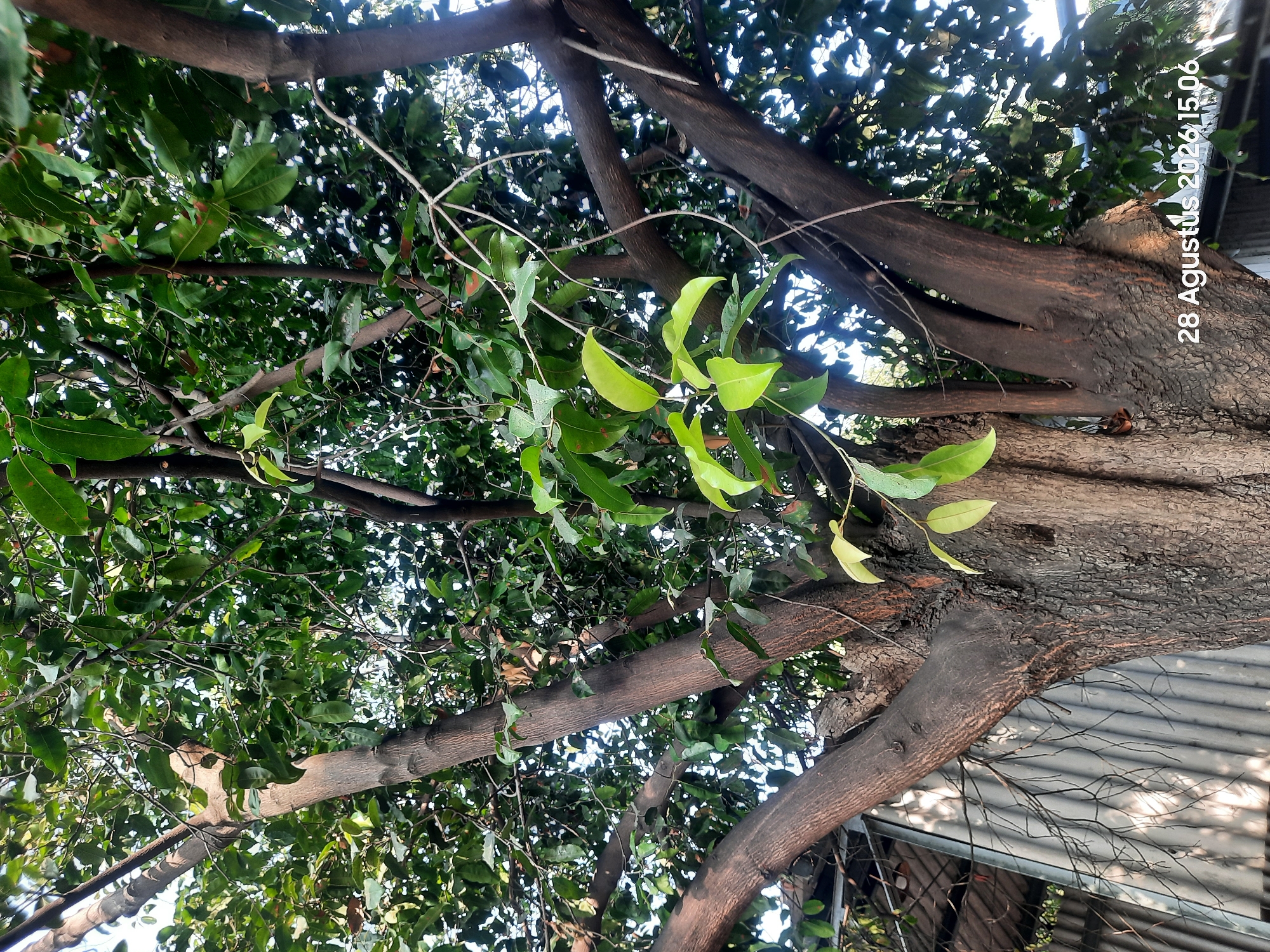 A low-angle, medium shot captures the textured bark and branching structure of a large tree against a backdrop of dense green foliage and a bright, dappled sky. In the lower right corner, a date stamp reads "28 Agustus 2020 15.06". To the left, a corrugated metal wall and some thin branches are visible, suggesting an outdoor urban or semi-urban environment, possibly in Gending, Indonesia, given the date stamp's language. The tree's trunk is thick and dark, with deeply grooved bark, and its branches spread outwards, supporting numerous leaves. Some of the leaves are a vibrant light green, indicating new growth, while others are a darker green. The sunlight filters through the canopy, creating areas of bright highlight and deep shadow. No people are present in the frame.