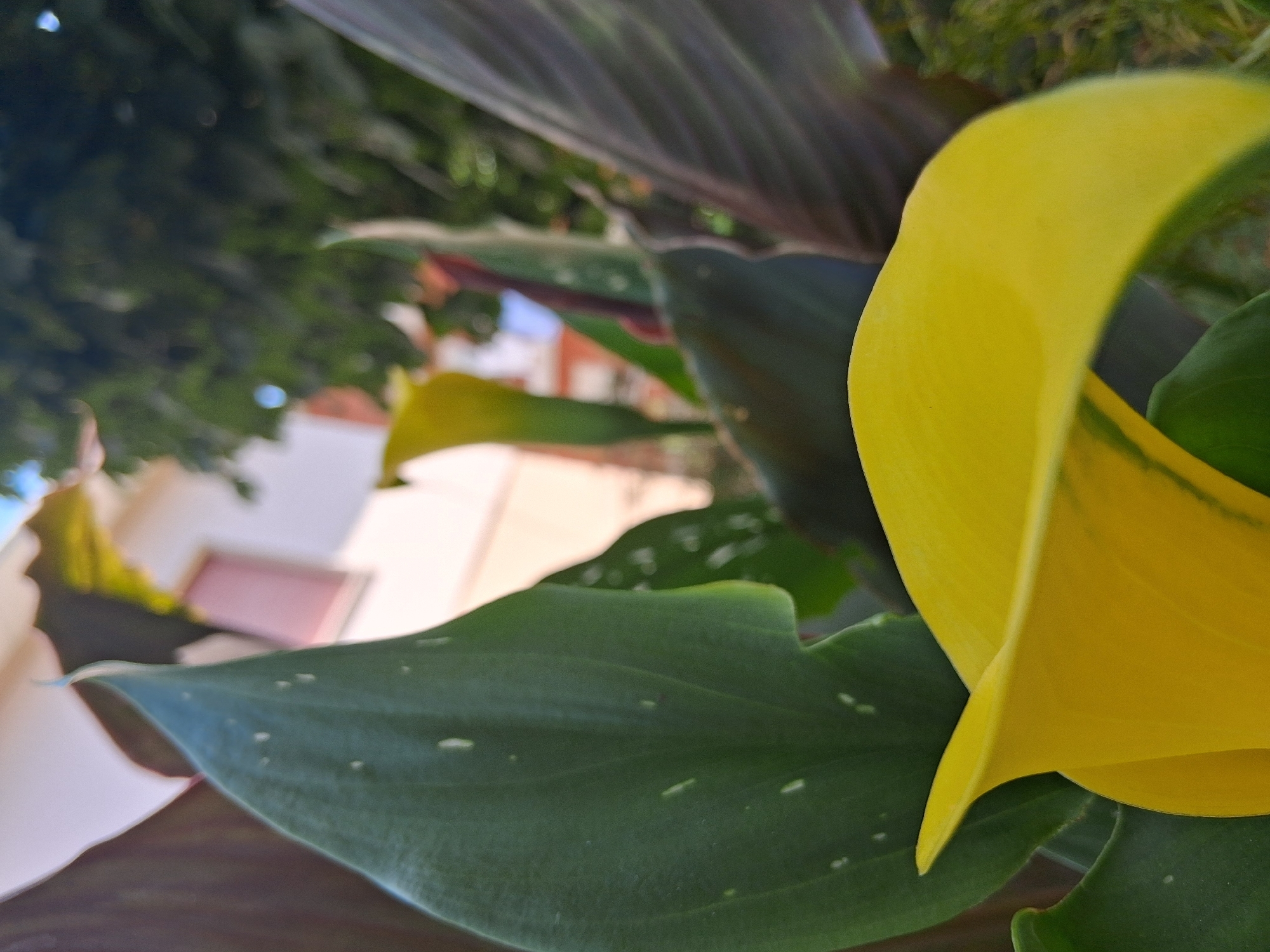 The image displays a close-up view of several yellow calla lilies and their large green leaves. The foreground is dominated by the curved petal of a bright yellow calla lily, with another yellow bloom and dark green leaves visible behind it. In the background, out of focus, is a building with a light-colored facade and a pinkish-red window, along with lush green foliage and a bright blue sky. The scene appears to be outdoors, possibly in a garden or yard in Colorno, Italy. There are no people or animals visible in the image. The overall impression is one of natural beauty and vibrant colors.