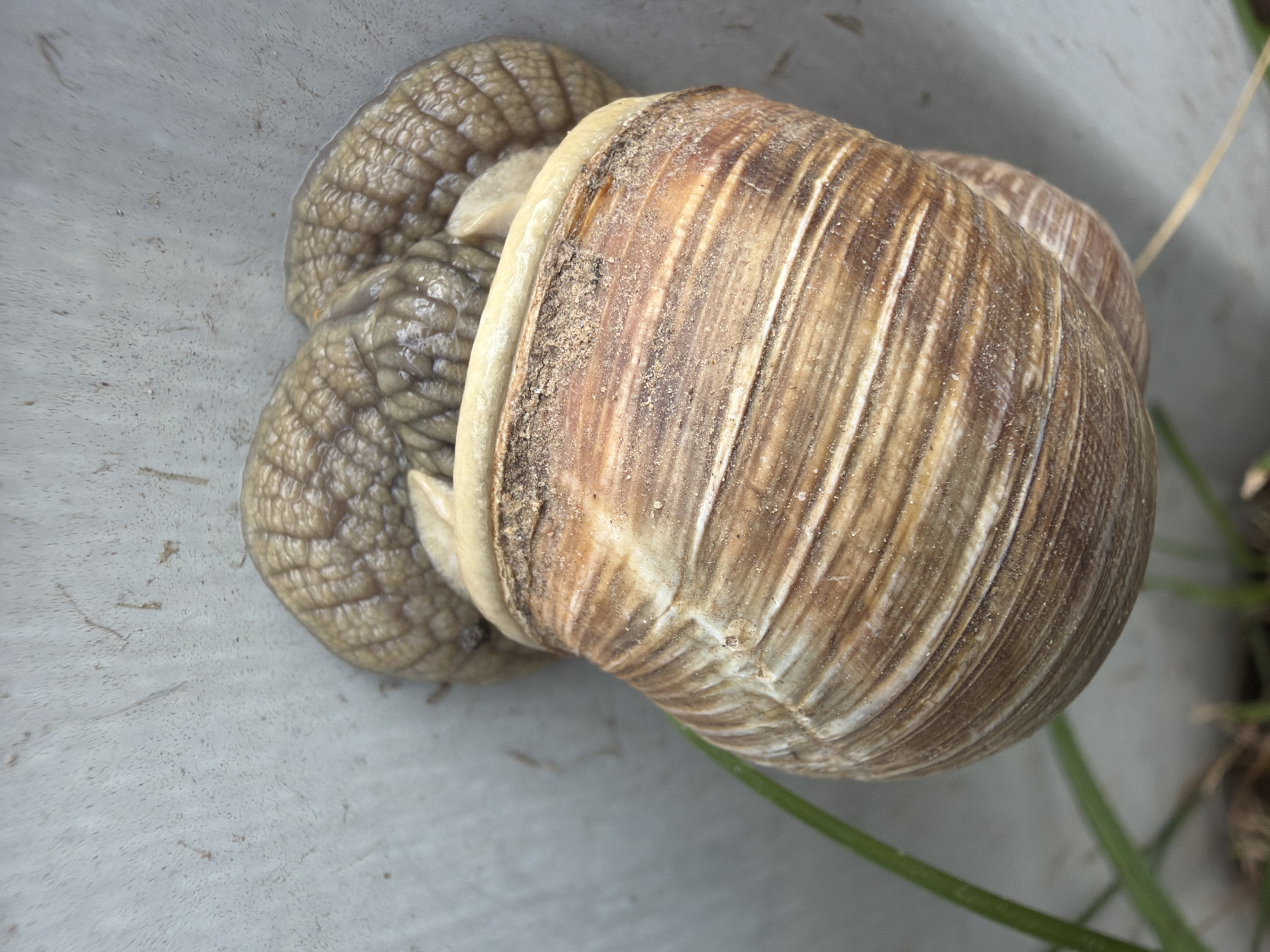 A close-up, overhead shot shows a snail with a brown and white striped shell. The snail's body is extended, and its head is visible, with a textured, light brown skin. The snail is positioned on a light gray, textured surface, possibly the interior of a container or a wall. Green blades of grass are visible in the lower left and bottom of the frame, suggesting an outdoor environment. The location is Папярнянскі сельскі Савет, Belarus.