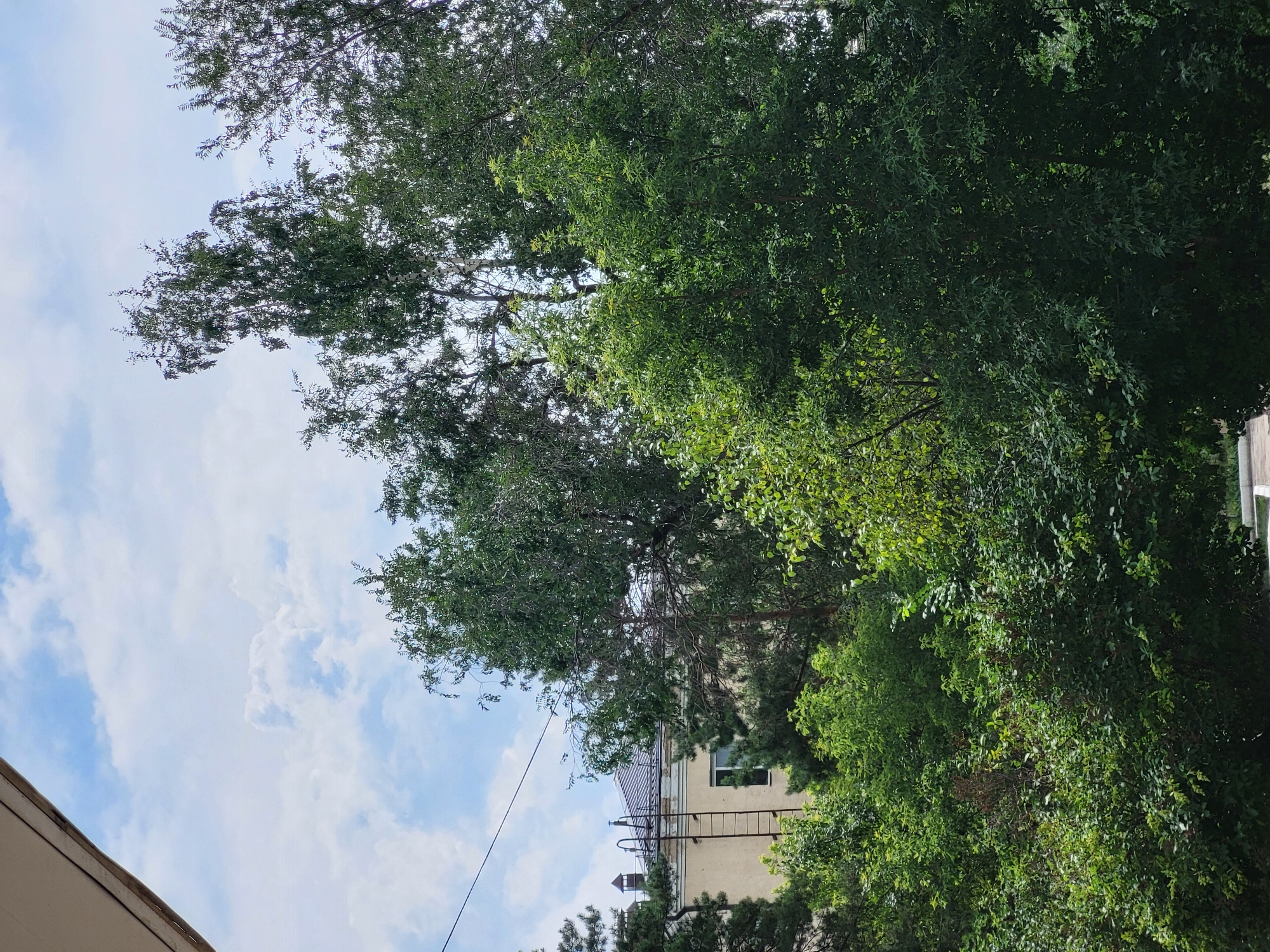 The image captures a view from a building looking out over a dense canopy of green trees. In the background, a light-colored building with a dark, sloped roof is visible, featuring a prominent ladder extending vertically along its side. A single window is present on the building's facade. The sky above is partly cloudy with scattered white clouds against a blue backdrop. A thin black wire stretches across the upper portion of the frame, likely a utility line. The scene appears to be an outdoor urban setting, possibly a residential area in Petropavl, Kazakhstan, characterized by abundant foliage and architectural elements.