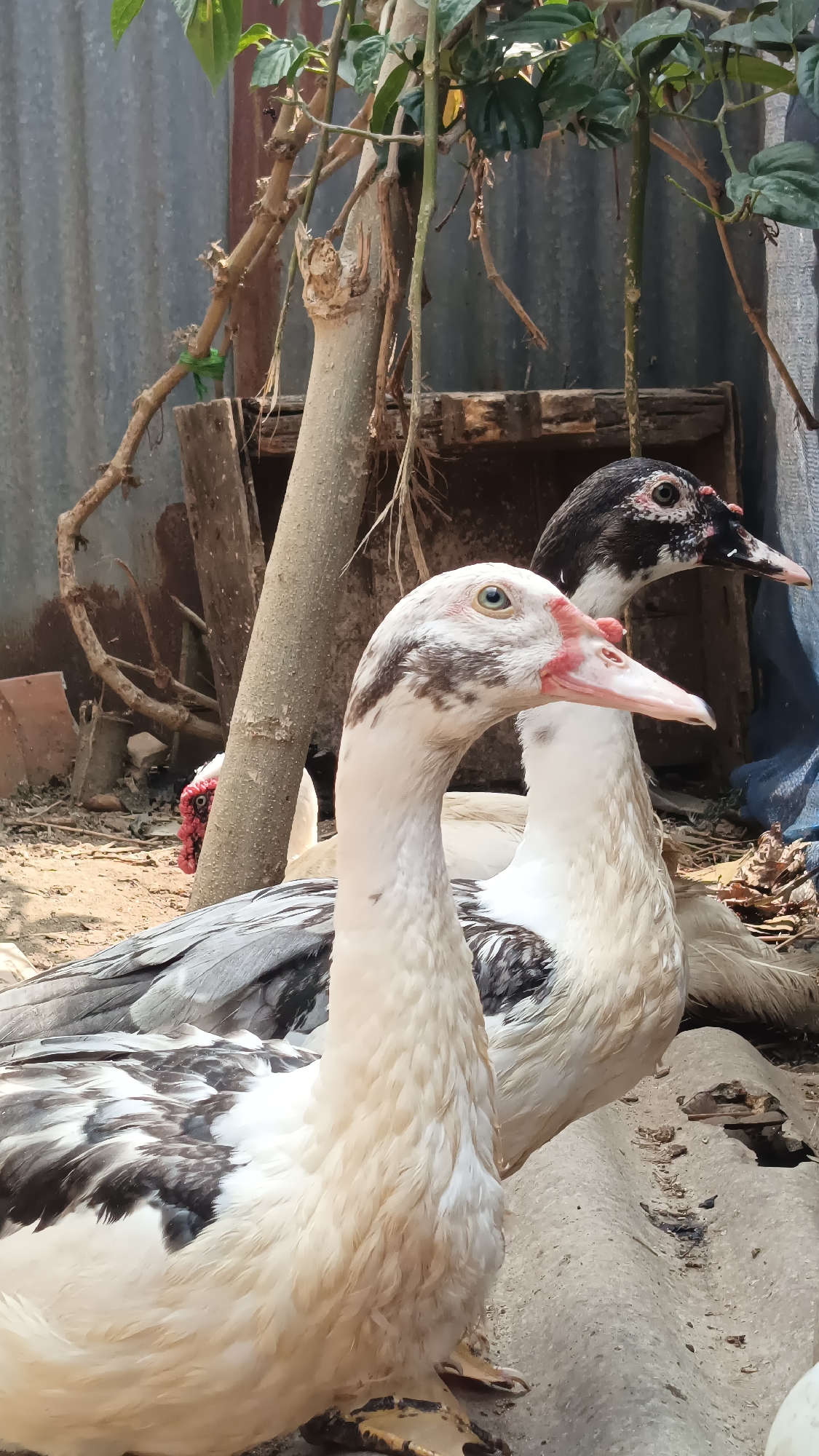 Two ducks are positioned in the foreground of the image, with their heads and upper bodies visible. The duck on the left is predominantly white with some black and grey markings on its wings. It has a pale pink beak with red markings around its nostrils and light blue eyes. The duck on the right is black and white with pink and red markings on its face, and its eyes are visible. Both ducks appear to be facing towards the right side of the frame. The environment behind the ducks consists of dry dirt ground, some branches and a wooden structure, and corrugated metal sheeting, suggesting an outdoor, possibly rural or backyard setting. The lighting suggests it is daytime, with sunlight casting shadows. Based on the context provided, this image was likely taken in Kebumen, Indonesia.