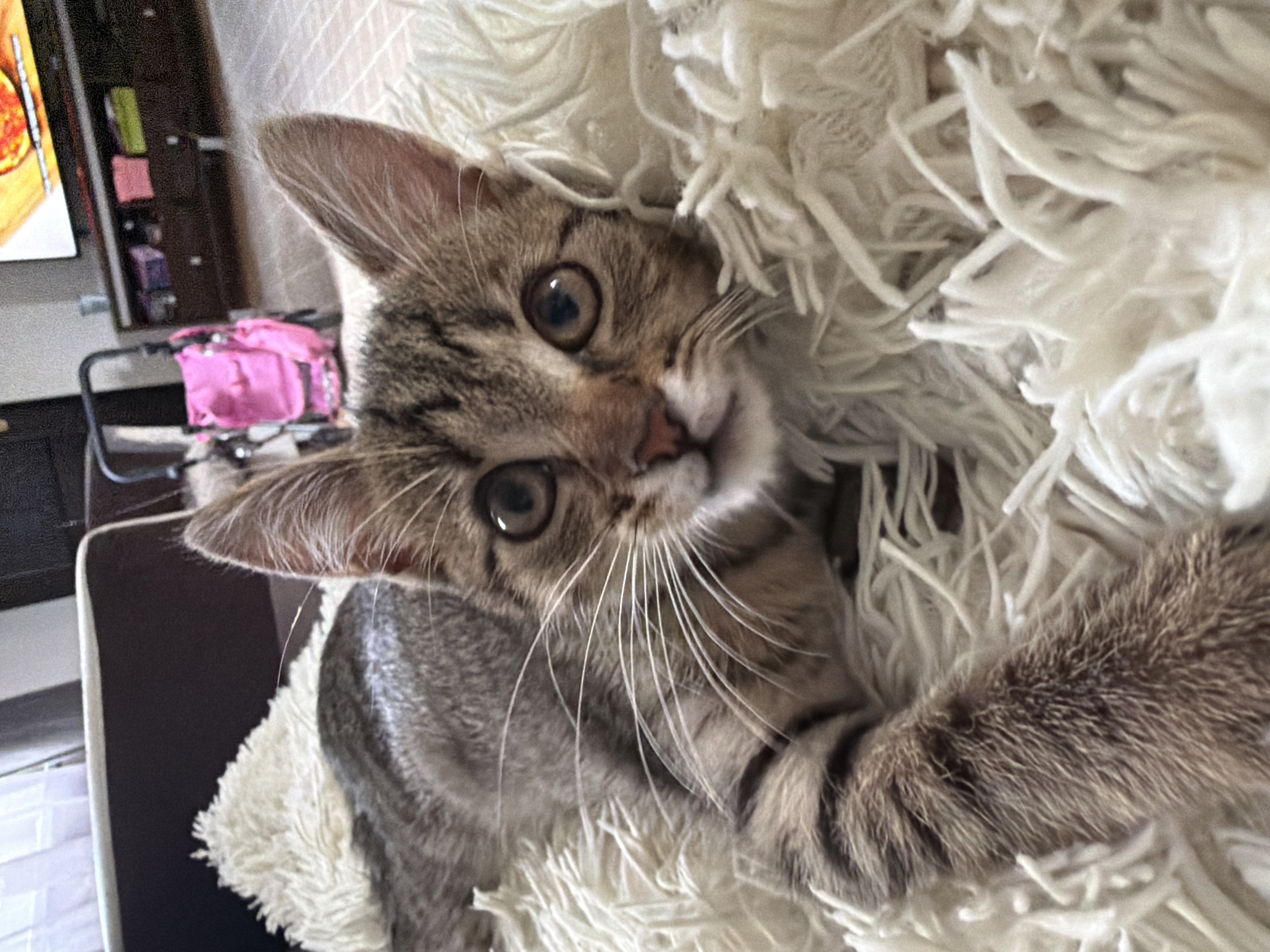 A close-up, eye-level shot shows a tabby kitten lying on a fluffy white rug. The kitten's head is turned to face the camera, with large, round eyes that are looking directly at the viewer. Its fur is striped with shades of brown and gray, and its whiskers are long and white. The kitten's paws are extended, one resting on the rug and the other partially visible in the lower left corner of the frame. The background is blurred, but appears to be an indoor setting with furniture and a television visible. The overall impression is one of domesticity and comfort.