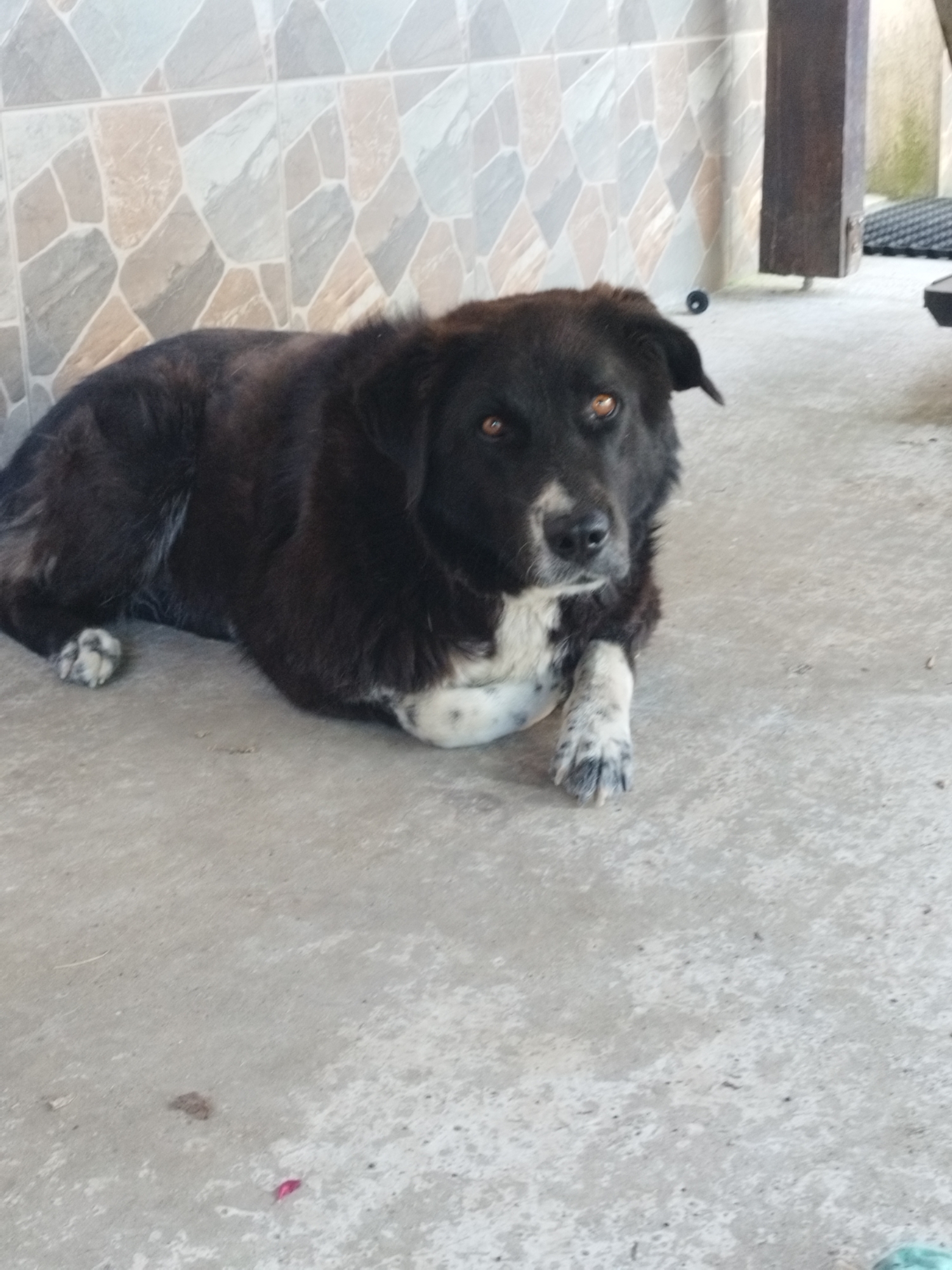 A medium-sized dog with black fur and white markings on its chest and paws lies on a concrete floor. The dog has brown eyes and appears to be resting or observing its surroundings. Behind the dog, a tiled wall with a geometric pattern is visible. The overall scene suggests an outdoor or semi-outdoor space, possibly a patio or courtyard, within a city setting. No specific location in Bucharest, Romania, is identifiable from the visual information provided.