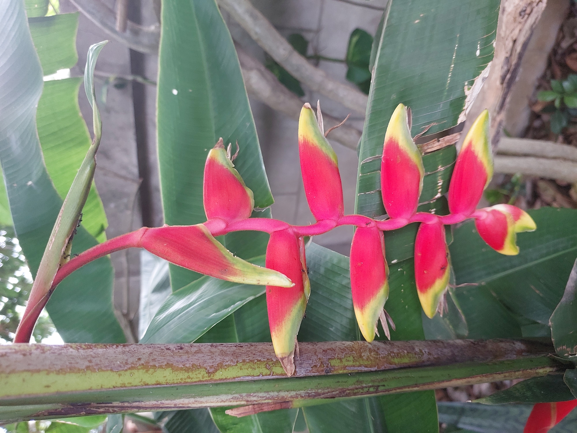 This media file is a close-up, horizontal shot of a tropical heliconia flower with red and yellow bracts, hanging from a plant. The flower is attached to a thick, reddish stem that extends from the left side of the frame towards the right. Several pairs of red, elongated bracts with yellow tips are visible, arranged in a sequence along the stem. Some small black ants are crawling on the flower and stem.
The background consists of large, green, banana-like leaves, and out-of-focus branches and foliage, suggesting a lush, natural environment. The lighting appears to be natural daylight, possibly overcast or dappled, as there are no harsh shadows. The overall scene evokes a sense of a tropical garden or jungle setting. The location context is Baan Mae Nam, Thailand. No people or text are visible in the image. The focus is entirely on the details of the heliconia flower and its immediate surroundings.