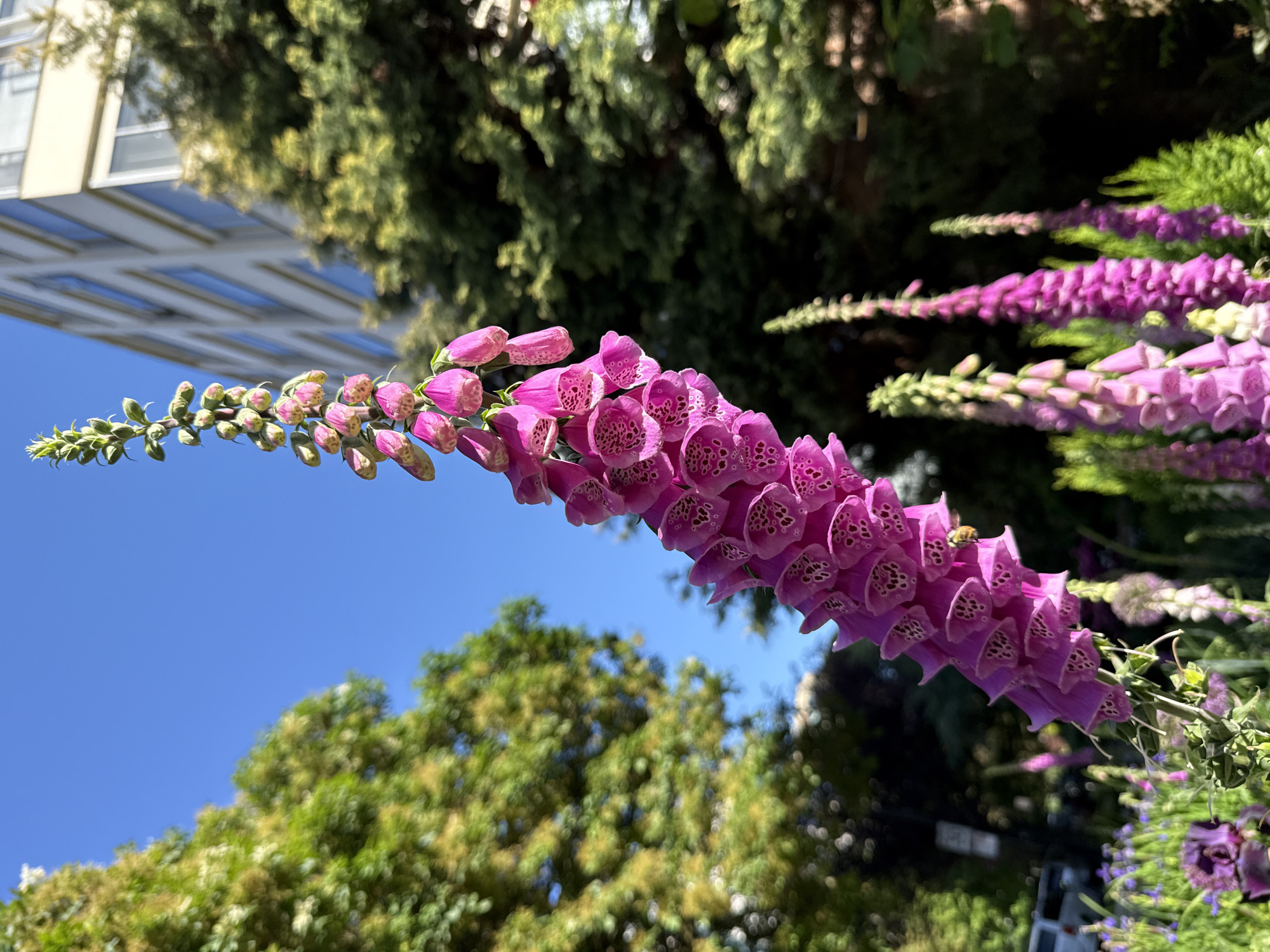 The image depicts a close-up of purple foxglove flowers (Digitalis purpurea) in full bloom, arching across the frame against a backdrop of a clear blue sky, green foliage, and a building. The flowers are a vibrant purple color with speckled interiors. The foliage consists of various green trees and shrubs. A building with a cream-colored facade and multiple windows is visible in the upper left corner. A bee is on one of the purple foxglove flowers.
The location is most likely in Vancouver, Canada, based on the typical climate and flora of the region, although not discernable from the features of the current image.