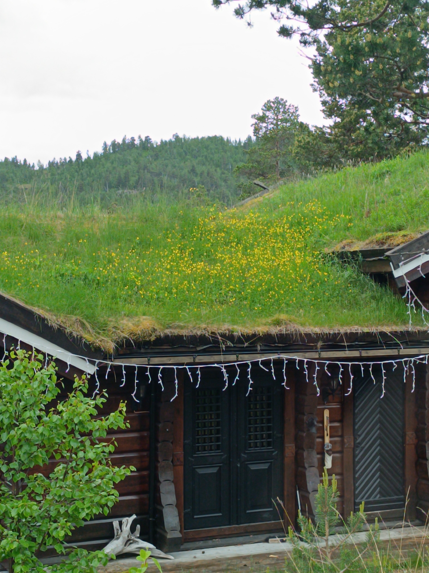 The image depicts a charming wooden cabin nestled into a hillside in Hovden, Norway. The cabin features a living roof covered in lush green grass and dotted with numerous small yellow wildflowers, creating a natural and integrated aesthetic. Beneath the eaves, a string of white lights dangles, suggesting a festive or cozy ambiance. The cabin has dark, double doors with a gridded design on the left and a patterned door on the right.
In the foreground, a young tree with vibrant green leaves stands to the left of the entrance, and a piece of weathered driftwood rests near the cabin's base. A small pine sapling grows in front of the cabin. Behind the cabin, the hillside rises, covered in dense green forest. The sky is overcast, indicating a cloudy day, typical of the Norwegian climate. The overall scene evokes a sense of rustic tranquility and harmony with nature. There is no visible text in the image.