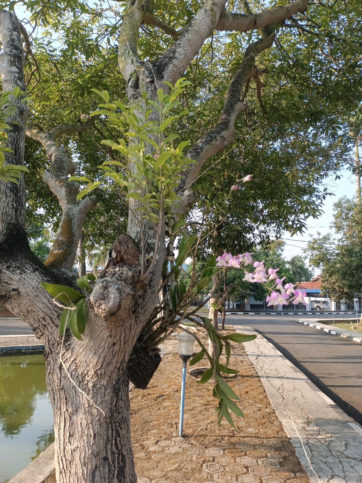 A photograph taken at eye level captures an epiphyte orchid with delicate pink blossoms, growing on the trunk of a large, gnarled tree. The tree's bark is rough and textured, with patches of moss and lichen. Several of its branches extend upwards, covered in lush green leaves, creating a canopy against a clear blue sky. To the left of the tree, a calm body of water, possibly a pond or canal, reflects the sunlight and the surrounding foliage. In the background, a paved road runs parallel to a sidewalk, bordered by a low concrete barrier. Beyond the road, houses with red-tiled roofs and parked cars are visible. The ground around the tree is covered in a mixture of soil, small stones, and brick paving. A modern street lamp with a blue pole stands near the tree. The image appears to be taken in a park or garden area within the city of Subang, Indonesia, possibly during the morning or late afternoon, given the angle of the sunlight casting shadows.