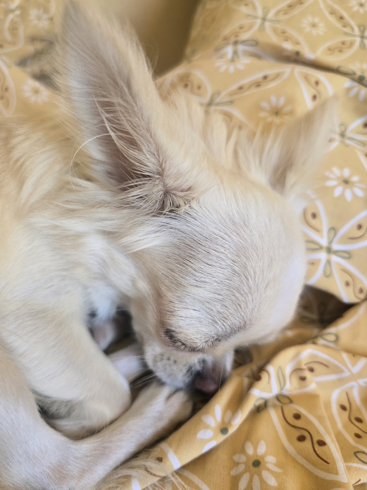 A light-colored, long-haired dog is sleeping curled up on a yellow patterned blanket. The dog's head is resting on its paws, and its eyes are closed. The blanket has a repeating floral pattern with white flowers and green accents. The scene is likely indoors, possibly in a home. There is no information to suggest this image is located in Málaga, Spain.