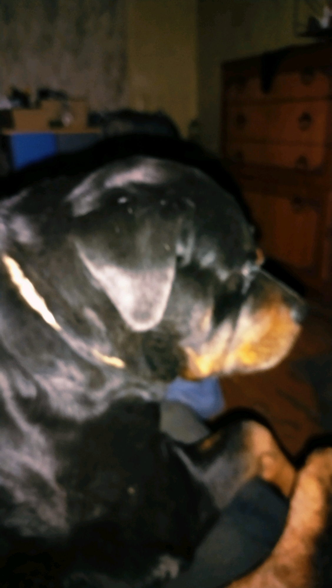 The image shows a close-up, blurry, and poorly lit view of a Rottweiler dog indoors. The dog is predominantly black with tan markings on its face. The background is out of focus and appears to be a room with furniture, including what looks like a dresser on the right. The lighting is dim and appears to be artificial. There is no indication of the city of Horishni Plavni, Ukraine, in the image.