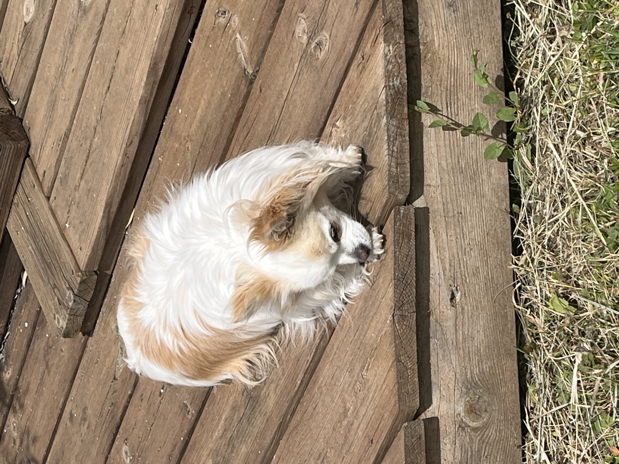 A medium, overhead shot shows a fluffy white and light brown dog curled up on a weathered wooden deck. The deck planks are arranged at an angle, with a patch of dry grass and a few green leaves visible along the right edge of the frame. The dog appears to be resting or sleeping, with its head near its tail. Location: Montarnaud, France.