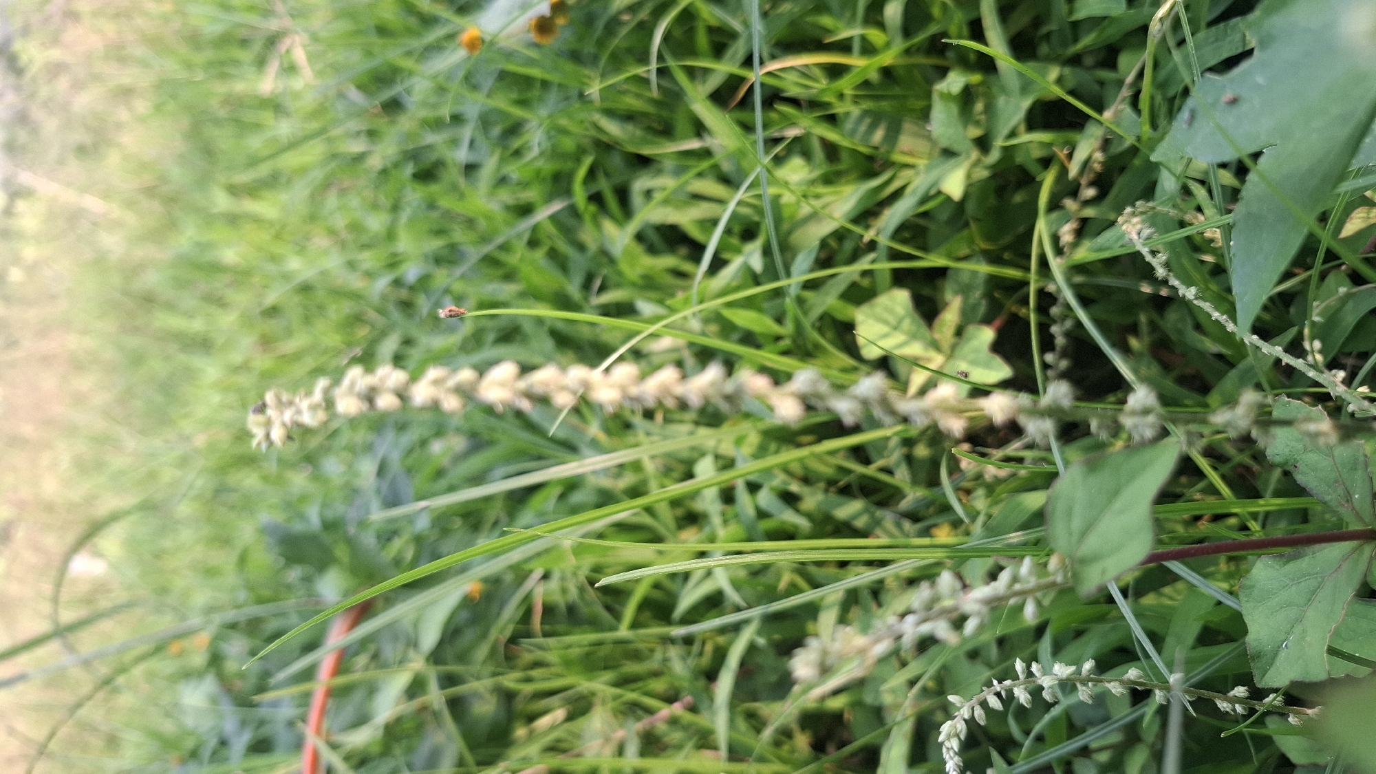 A close-up, vertical, eye-level shot captures a patch of green vegetation and a single stalk of a pale, fuzzy plant in Rahong, Indonesia. The focus is on the central, elongated stalk, which is covered in small, fluffy, cream-colored blooms arranged in a dense, upright spike. The background is a blur of various green grasses and foliage, with hints of orange from small flowers. A tiny brown insect is perched at the very top of a thin, green stem to the right of the main stalk. The lighting suggests it is daytime, possibly late afternoon, with soft light illuminating the scene. The overall impression is a natural, outdoor setting, likely a garden or a field.