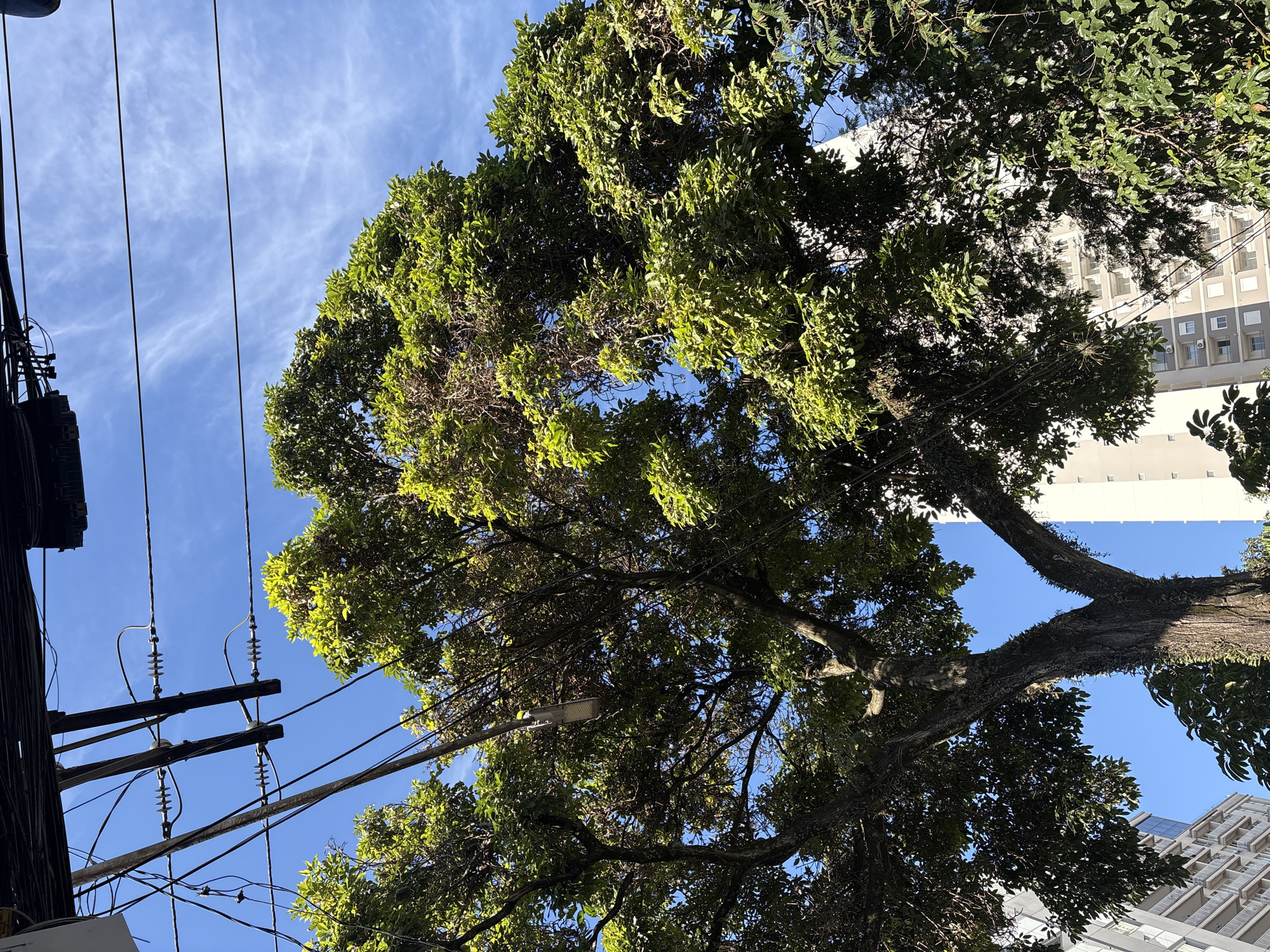 This is a medium shot, taken from a low angle, looking up at the canopy of a large, mature tree. The tree's branches are dense with green leaves, and some of its rough, textured bark is visible, particularly on the trunk. Intertwined within the tree's branches are numerous electrical wires and cables, supported by poles and insulators, indicating an urban setting. In the background, two modern apartment buildings rise into the clear blue sky, which is streaked with thin, wispy clouds. The sunlight creates dappled light and shadows on the leaves and branches of the tree. The architecture of the buildings suggests this location is in the city of São Paulo, Brazil, specifically in a neighborhood like Higienópolis or similar areas with mature trees and high-rise residential buildings. There are no people visible in the image.