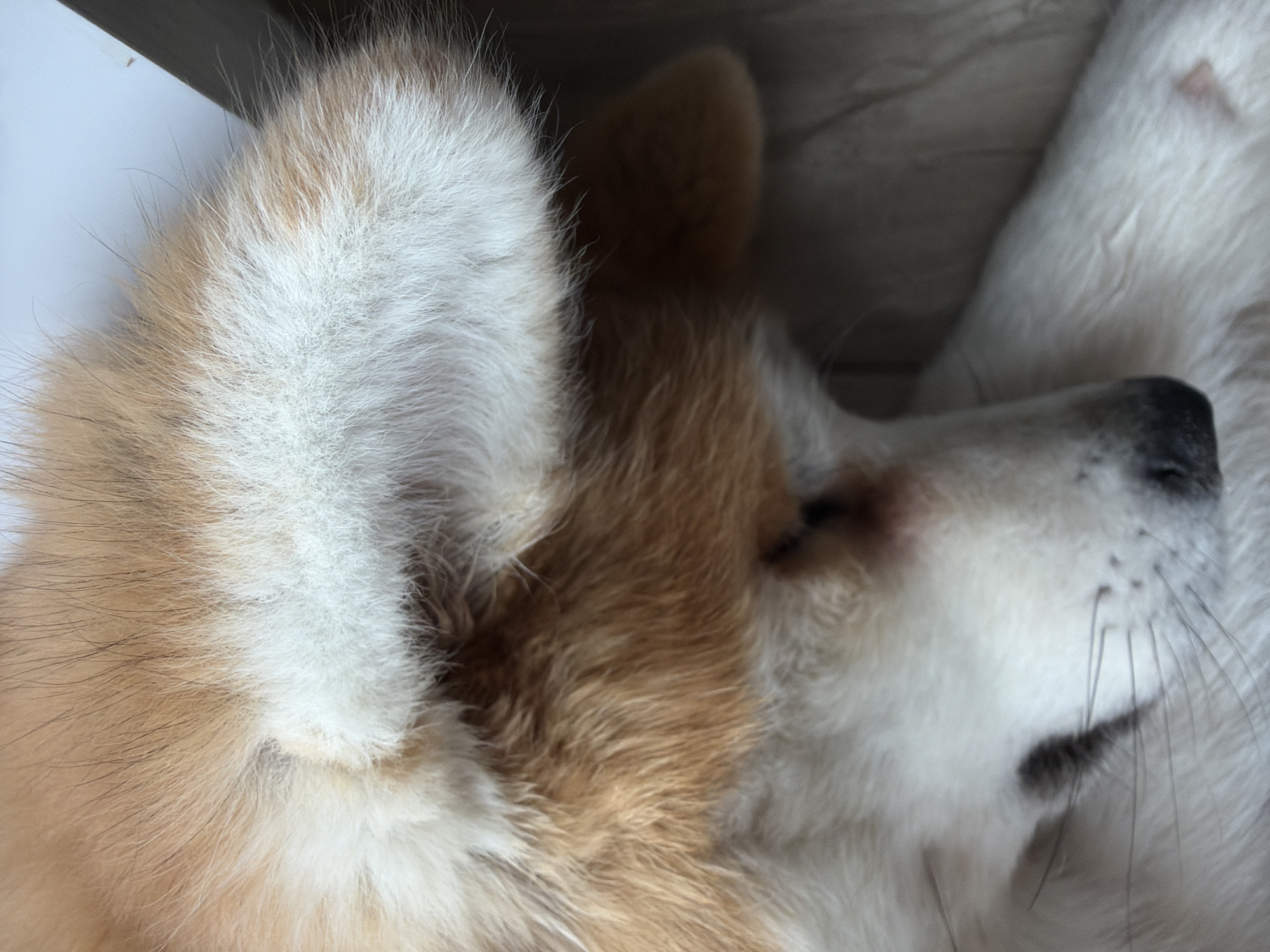 This close-up image, taken from a high angle, features the head of a dog, likely an Akita or Shiba Inu, resting indoors in Chaikovsky, Russia. The dog appears to be sleeping or in a very relaxed state, with its eyes closed or partially closed.
The prominent subject is the dog's head, showcasing a beautiful blend of fluffy white and tan/reddish-brown fur. The left side of the frame is dominated by a large, upright ear with distinct tan and white coloration, highlighting the plush texture of the fur. The dog's face, primarily white, extends towards the right, revealing part of its dark nose and delicate whiskers fanning out. There's a subtle pinkish patch visible near the eye area, consistent with a closed eyelid.
The lighting is soft and diffused, emphasizing the fine details and varying lengths of the fur. The background is blurred, suggesting an indoor setting and keeping the focus entirely on the dog. No other objects, people, or discernible text are visible. The overall mood conveyed is one of peace and tranquility, capturing a serene moment of rest.
