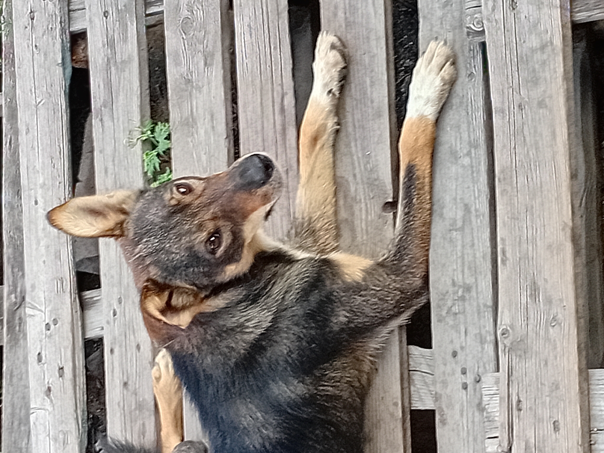 A medium-sized dog with brown and black fur lies on a wooden structure in the city of Semey, Kazakhstan. The dog is facing to the right, with its head turned slightly towards the viewer. Its ears are erect, and its eyes are open. The wooden structure appears to be made of planks, with gaps between them. There is some green vegetation visible in the background, poking through the gaps in the wood. The lighting suggests it is daytime.