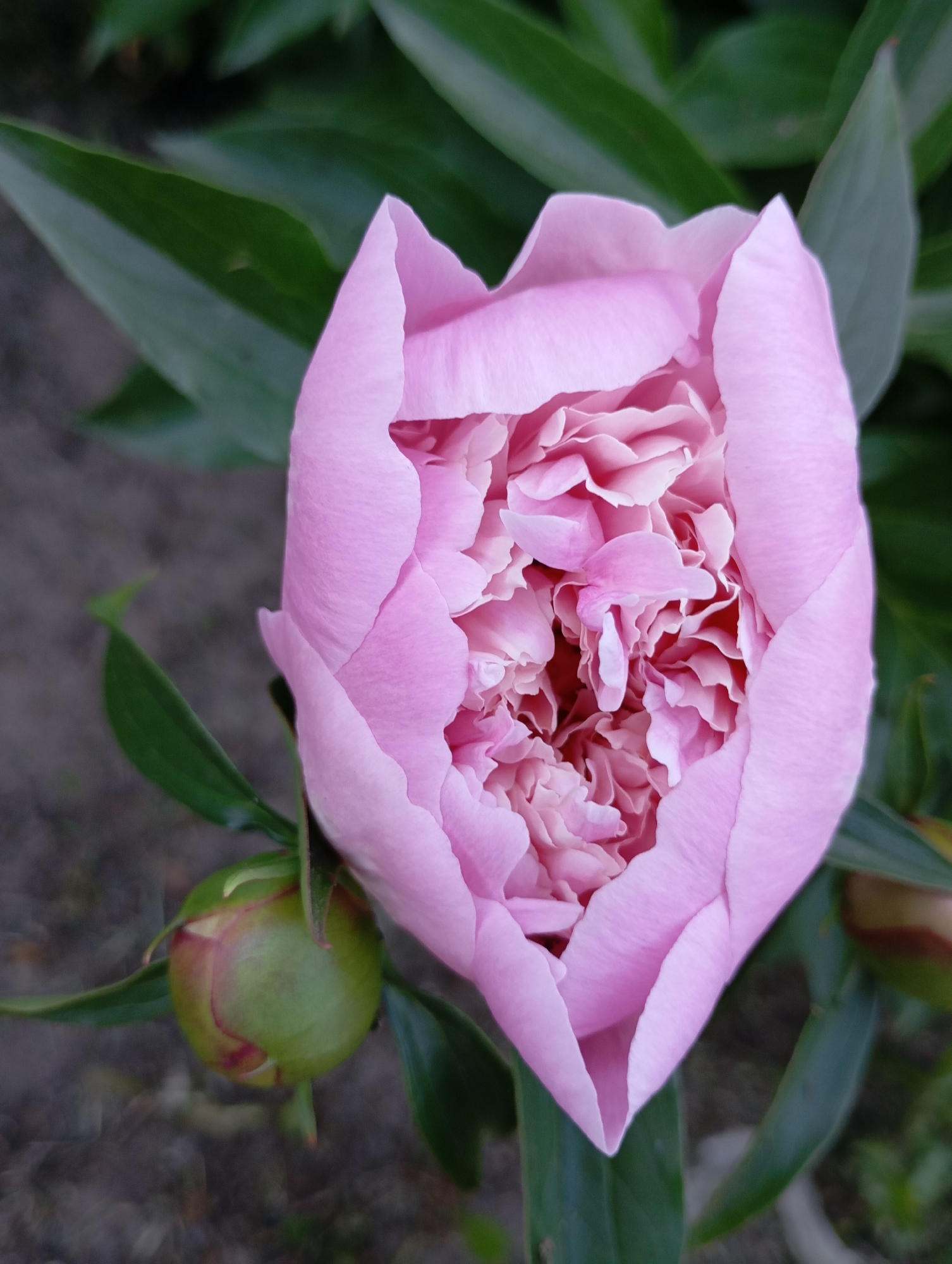 A close-up, overhead view captures a partially opened pink peony bud against a blurred background of green foliage and dark soil. The peony's outer petals are a soft pink, cupping delicate, ruffled inner petals. To the left of the main bud, a smaller, round green bud is visible, also with hints of pink. The scene appears to be in a garden setting within the city of Fokino, Russia.