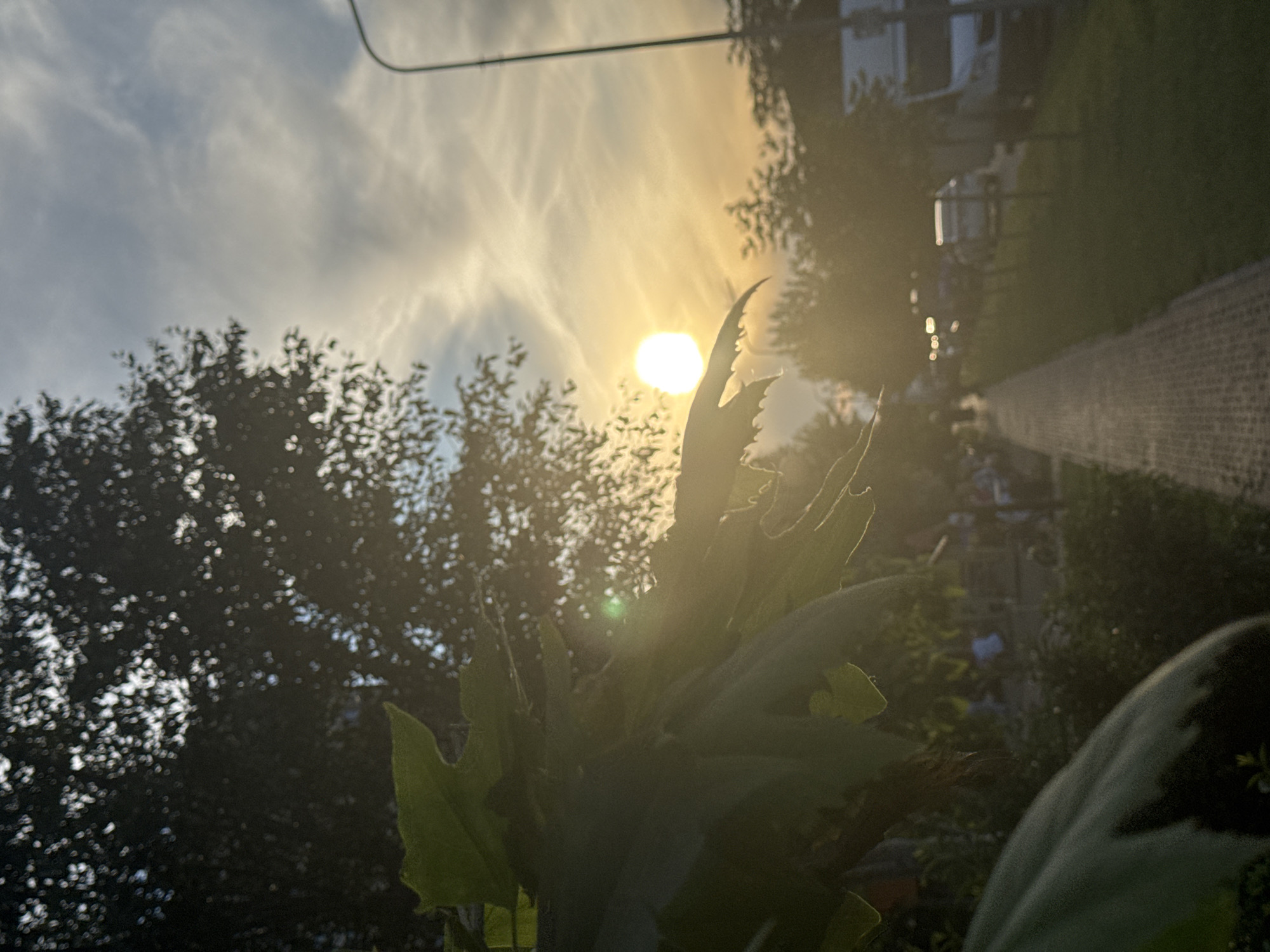 The image, captured in Krasnodar, Russia, presents an outdoor scene bathed in the warm light of either sunrise or sunset. The perspective is upward-looking, through silhouetted foliage towards a bright sky.
The upper portion of the frame features a partly cloudy sky, with wispy formations stretching across a mix of blue and golden hues. A brilliant, circular sun, positioned in the upper center-right, acts as a strong backlight, casting a luminous glow and creating a noticeable lens flare. The time of day is clearly either early morning or late afternoon due to the sun's position and the golden light.
In the foreground and mid-ground, dense green vegetation is predominantly seen in silhouette. A large plant with distinctive, jagged-edged leaves is centrally located, its form sharply defined against the intense brightness of the sun. To its left and behind, the dark outlines of numerous tree branches and leaves are visible.
The background, particularly towards the right side of the image, includes elements of a residential area. Blurred structures, likely houses or buildings, are discernable. A long, light-colored brick wall or fence extends into the distance along what appears to be a paved path or walkway. A utility wire stretches across the top of the frame against the sky.
No human activity or visible text is present in this static scene. The strong backlighting and golden hour atmosphere evoke a sense of tranquility.